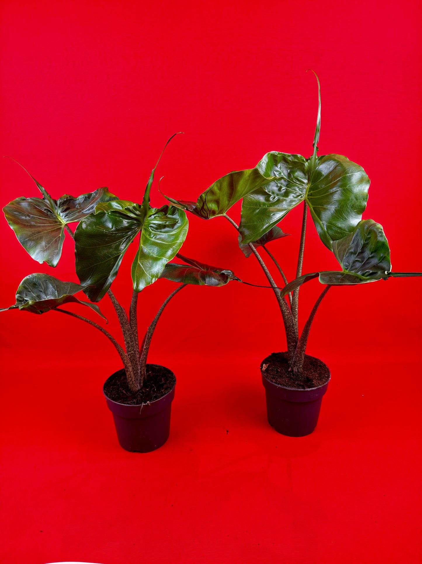 Alocasia Stingray - LUplnts