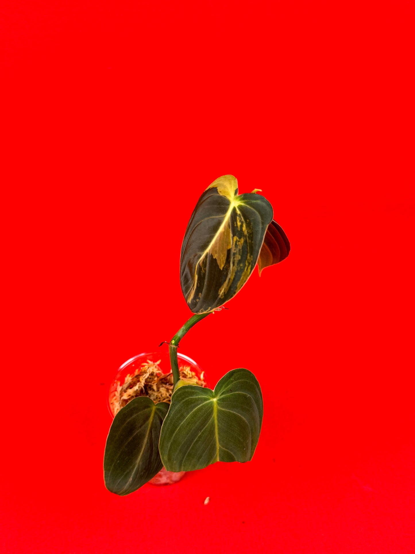 Philodendron Melanochrysum Variegata - LUplnts