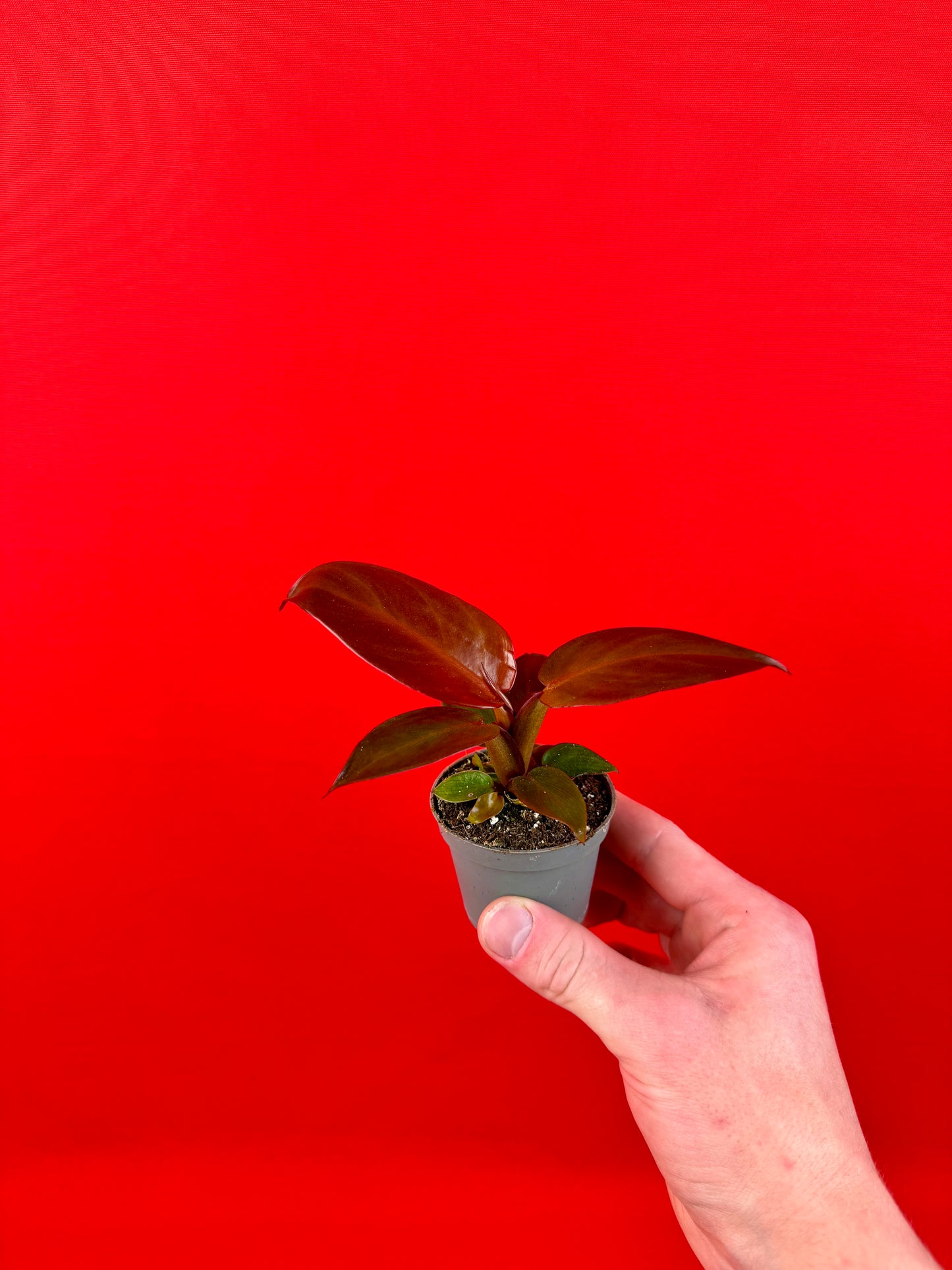 Philodendron Red Sun - LUplnts