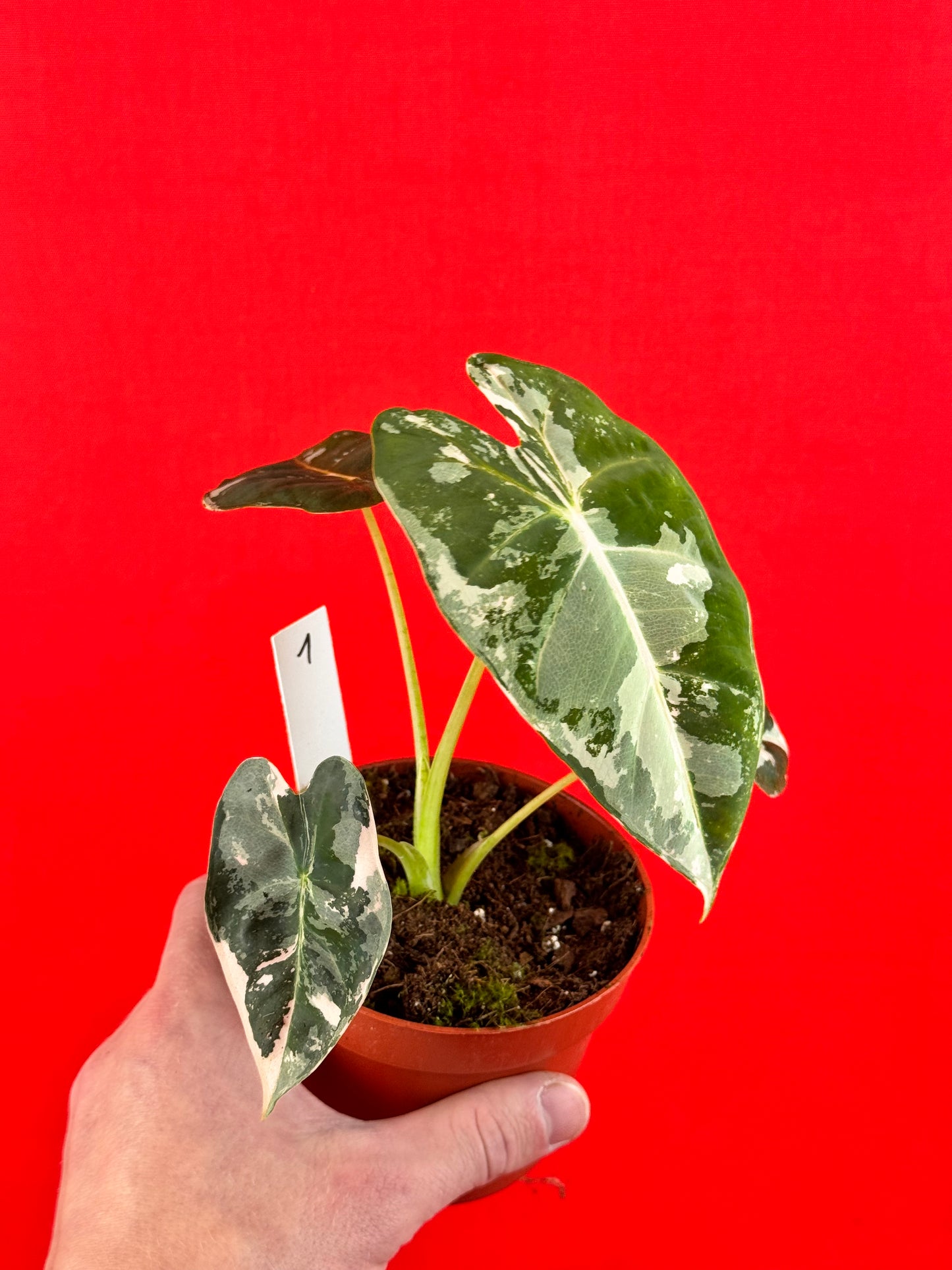 Alocasia micholitziana Frydek Variegata