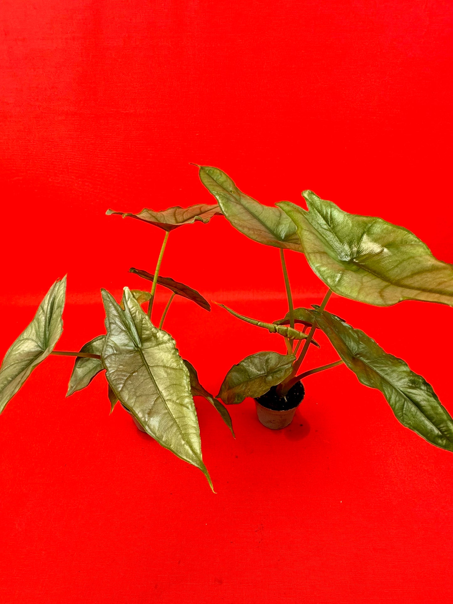 Alocasia heterophylla Dragons Breath (s) - LUplnts