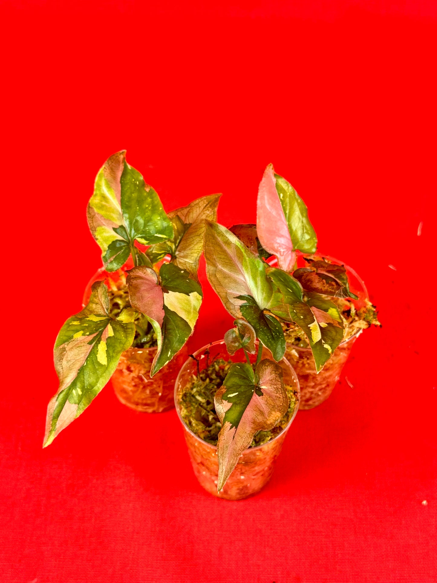 Syngonium Red Spot Tricolor (s) - LUplnts