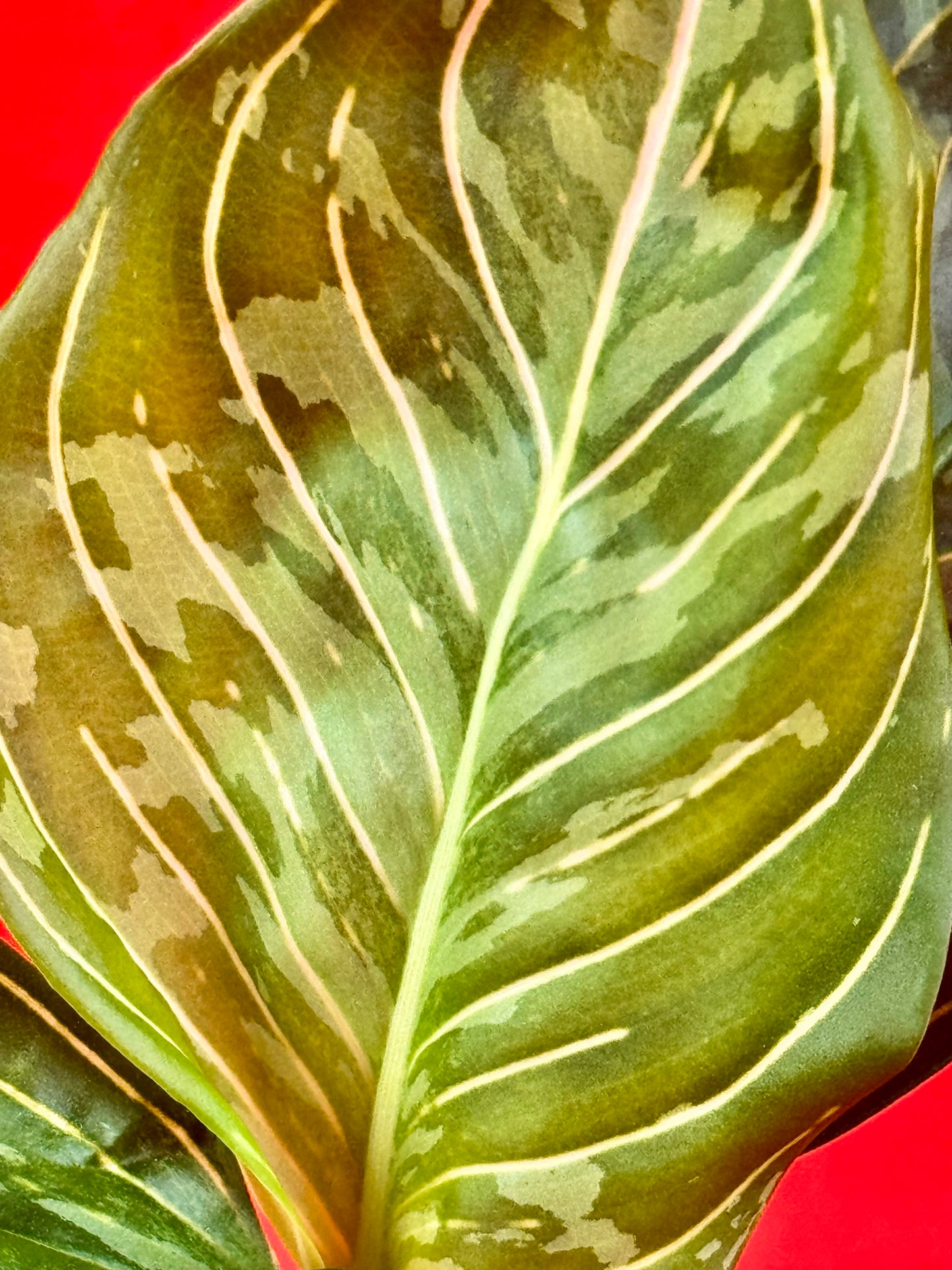 Aglaonema pictum tricolor x rotundrum
