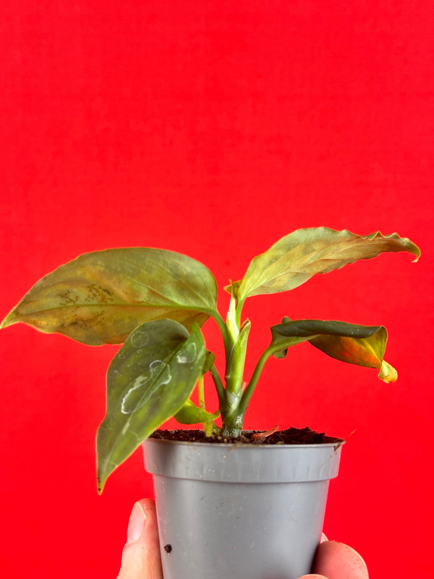 Aglaonema Pictum Tricolor (s)
