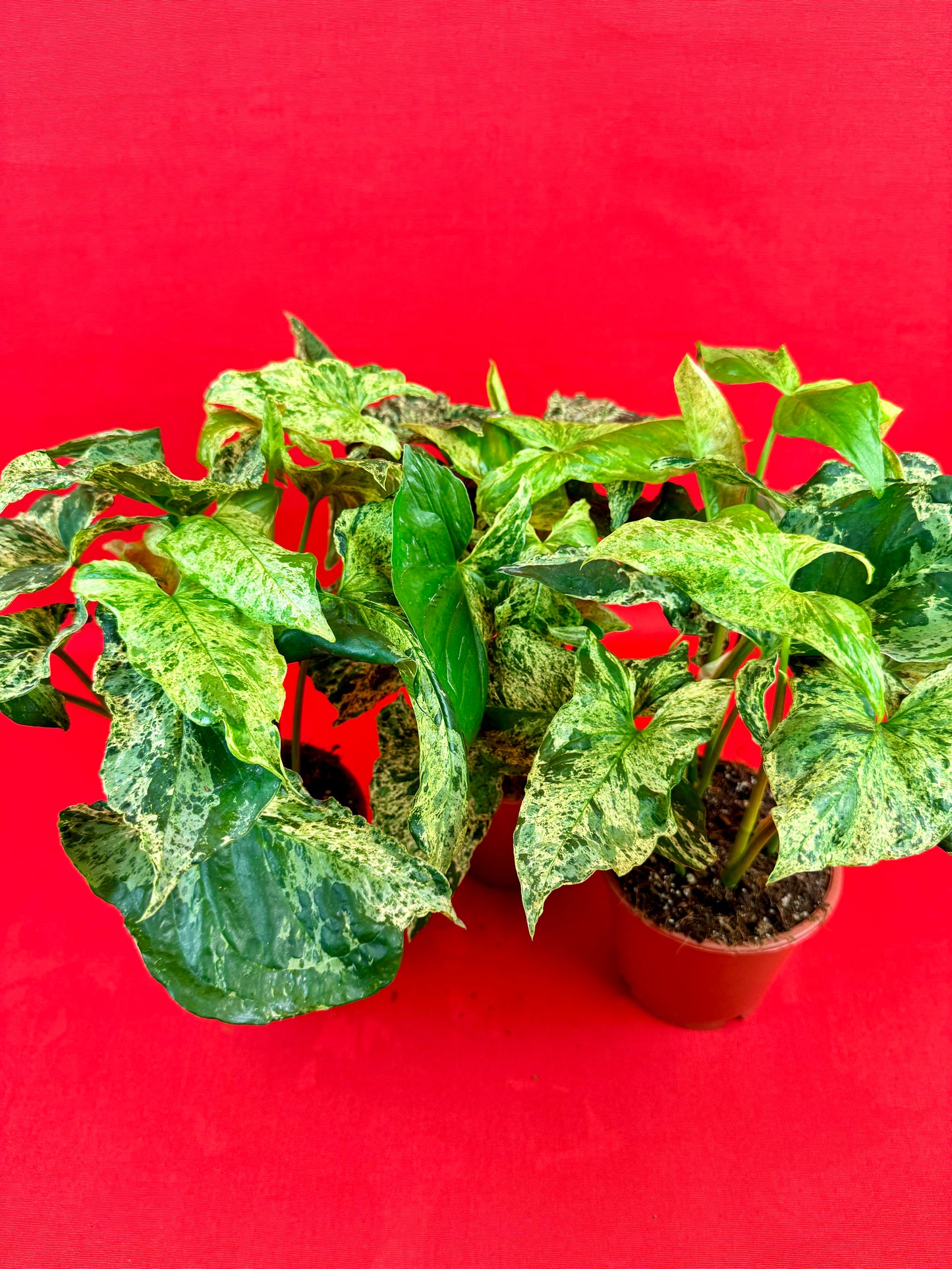 Syngonium Mottled Mojito - LUplnts