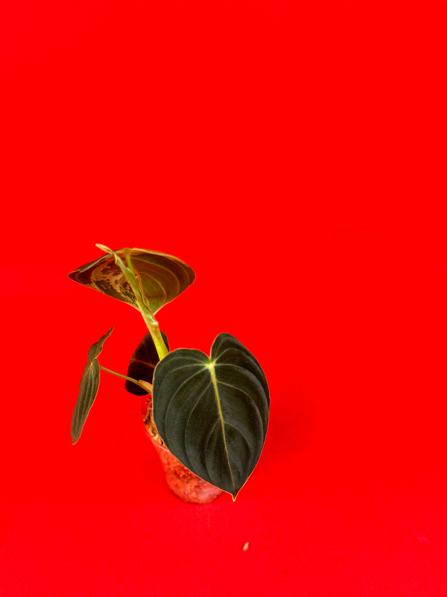 Philodendron Melanochrysum Variegata - LUplnts