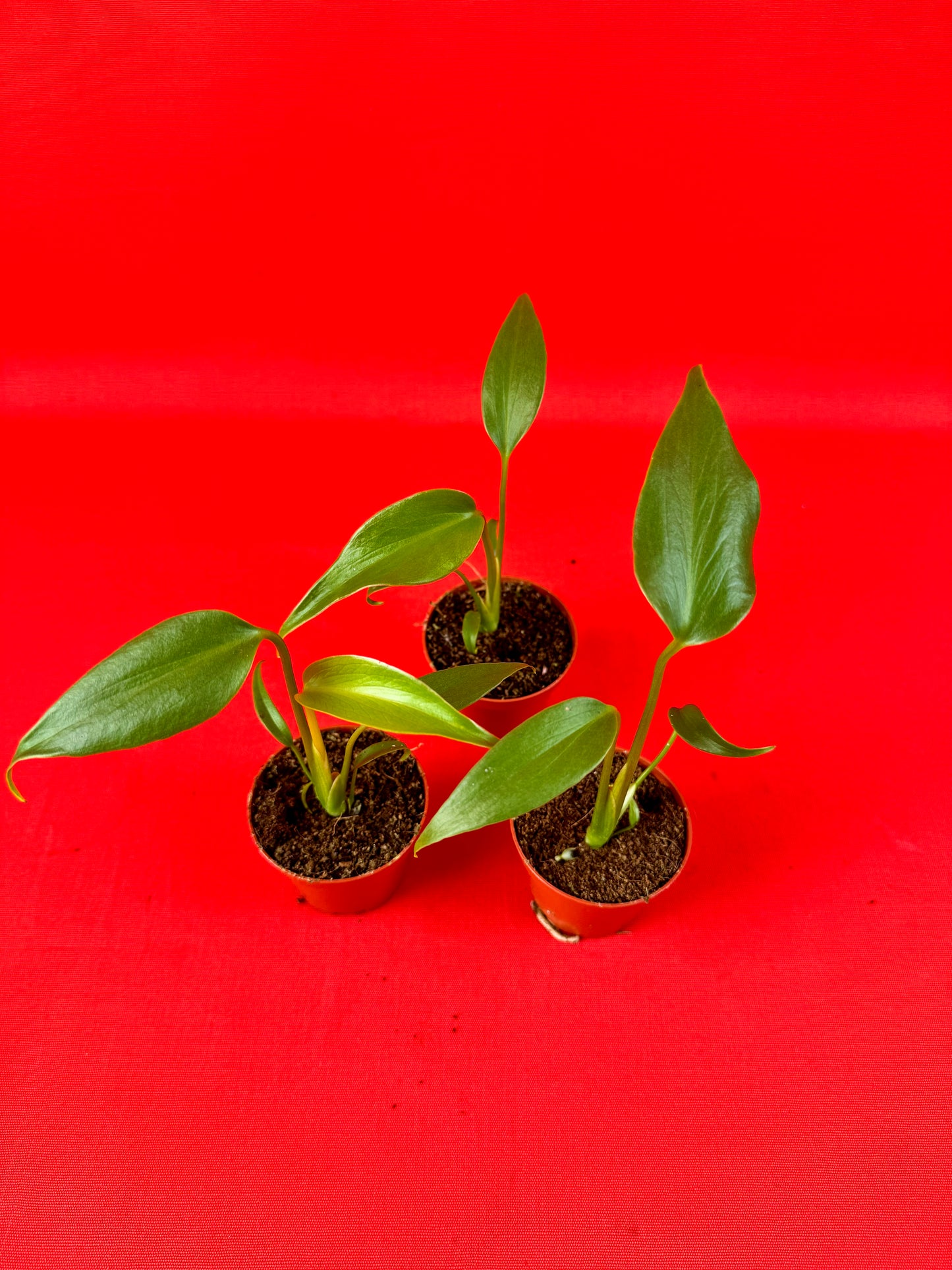 Monstera Burle Marx Flame (s)