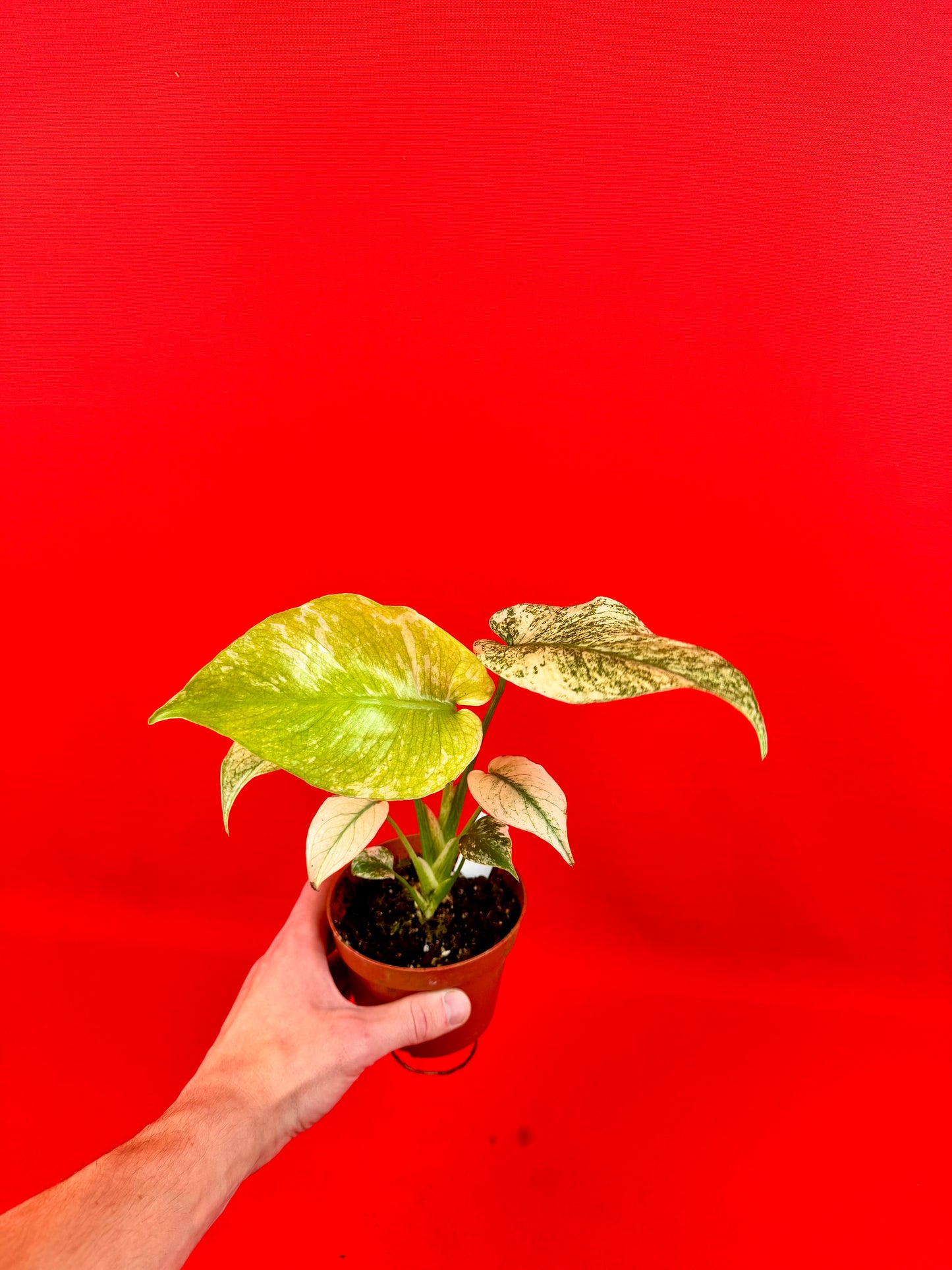 Monstera Deliciosa Mint