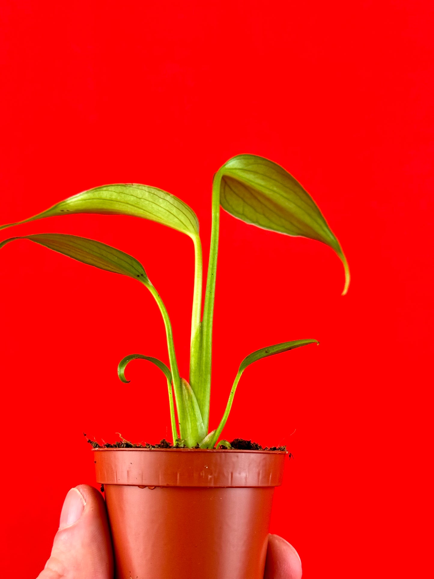 Monstera Burle Marx Flame (s)