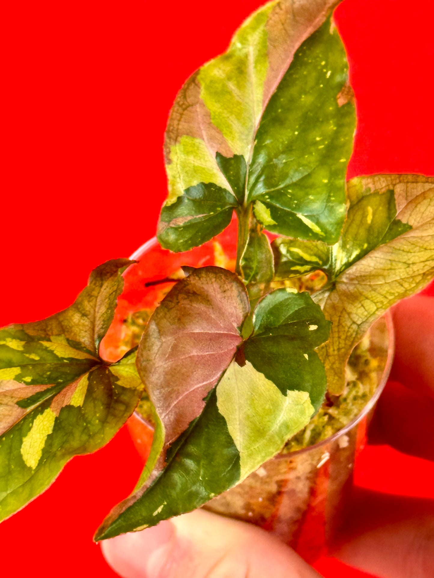 Syngonium Red Spot Tricolor (s) - LUplnts
