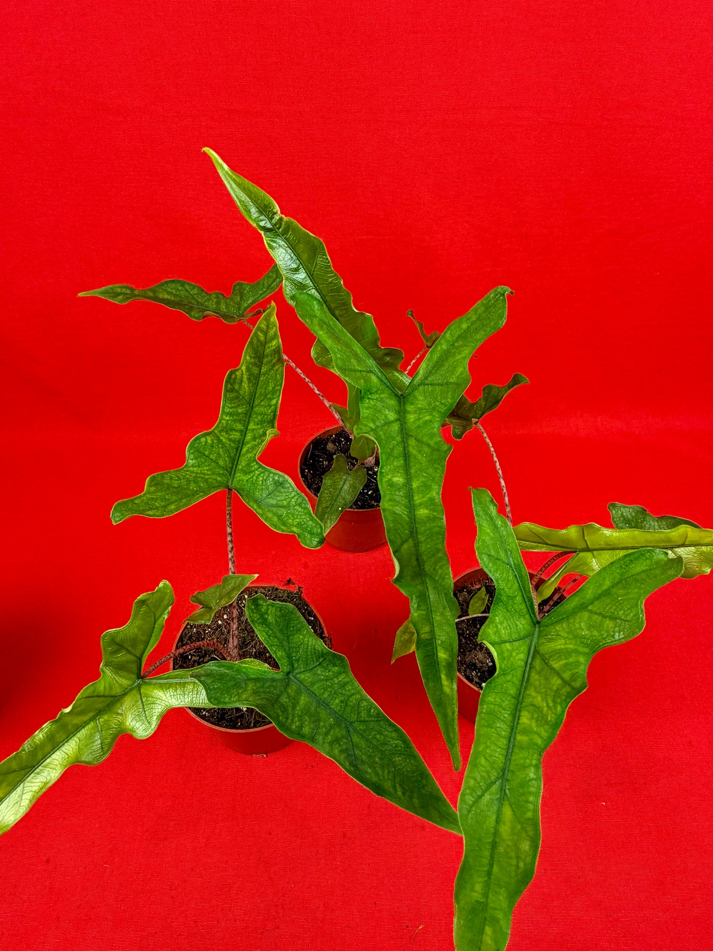 Alocasia ‘Sabrina‘