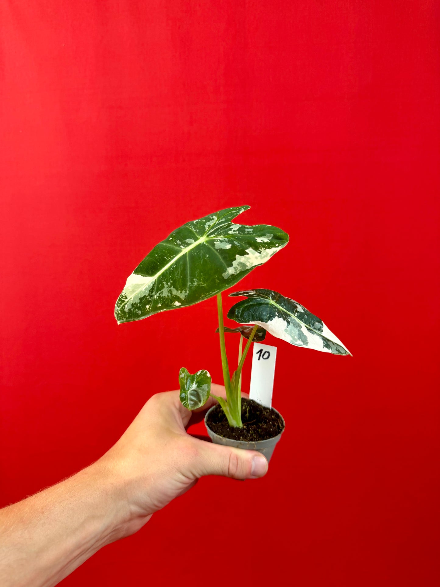Alocasia micholitziana 'Frydek Variegata' (s)
