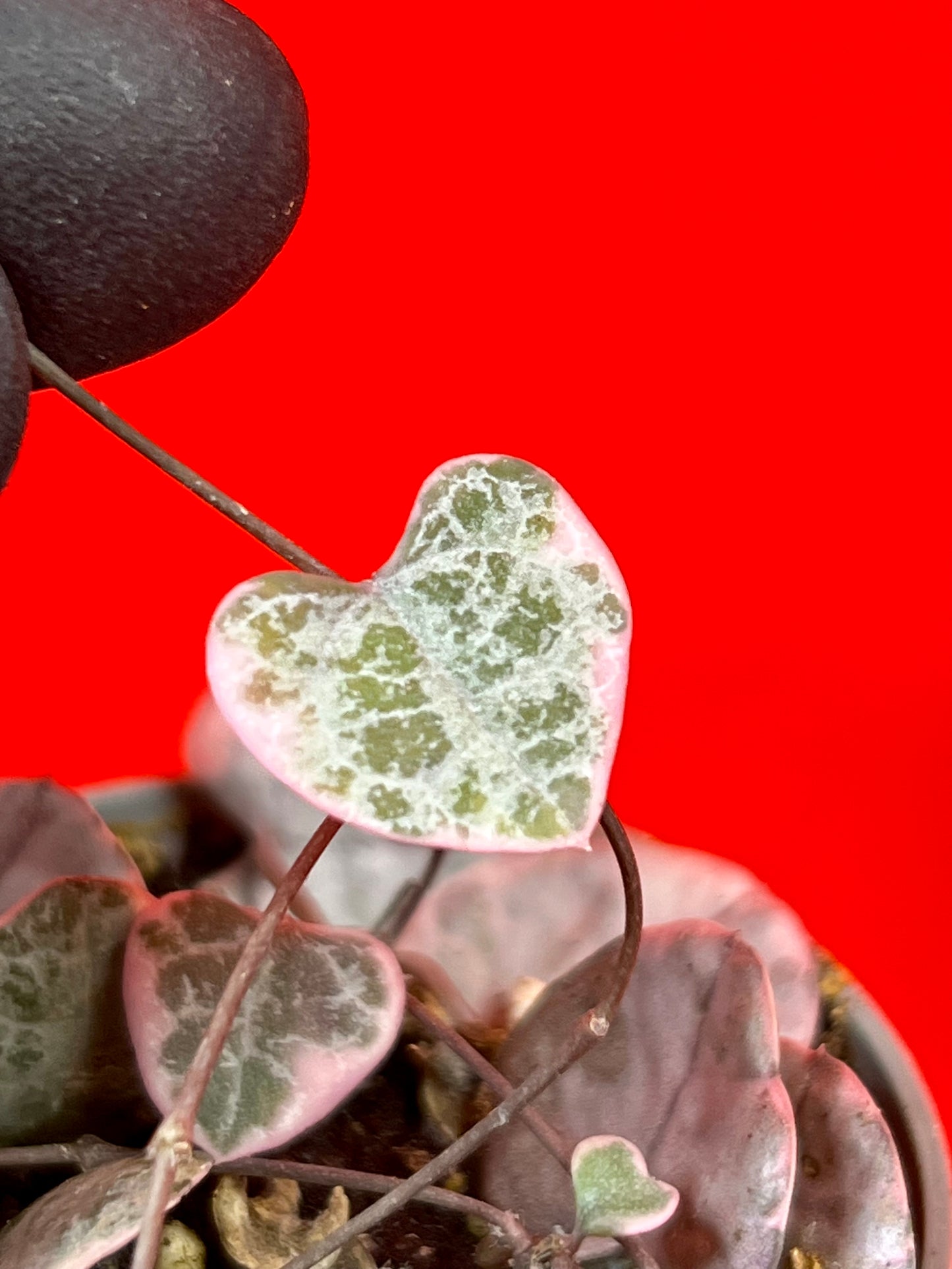 Ceropegia Woodii Variegata (s) - LUplnts