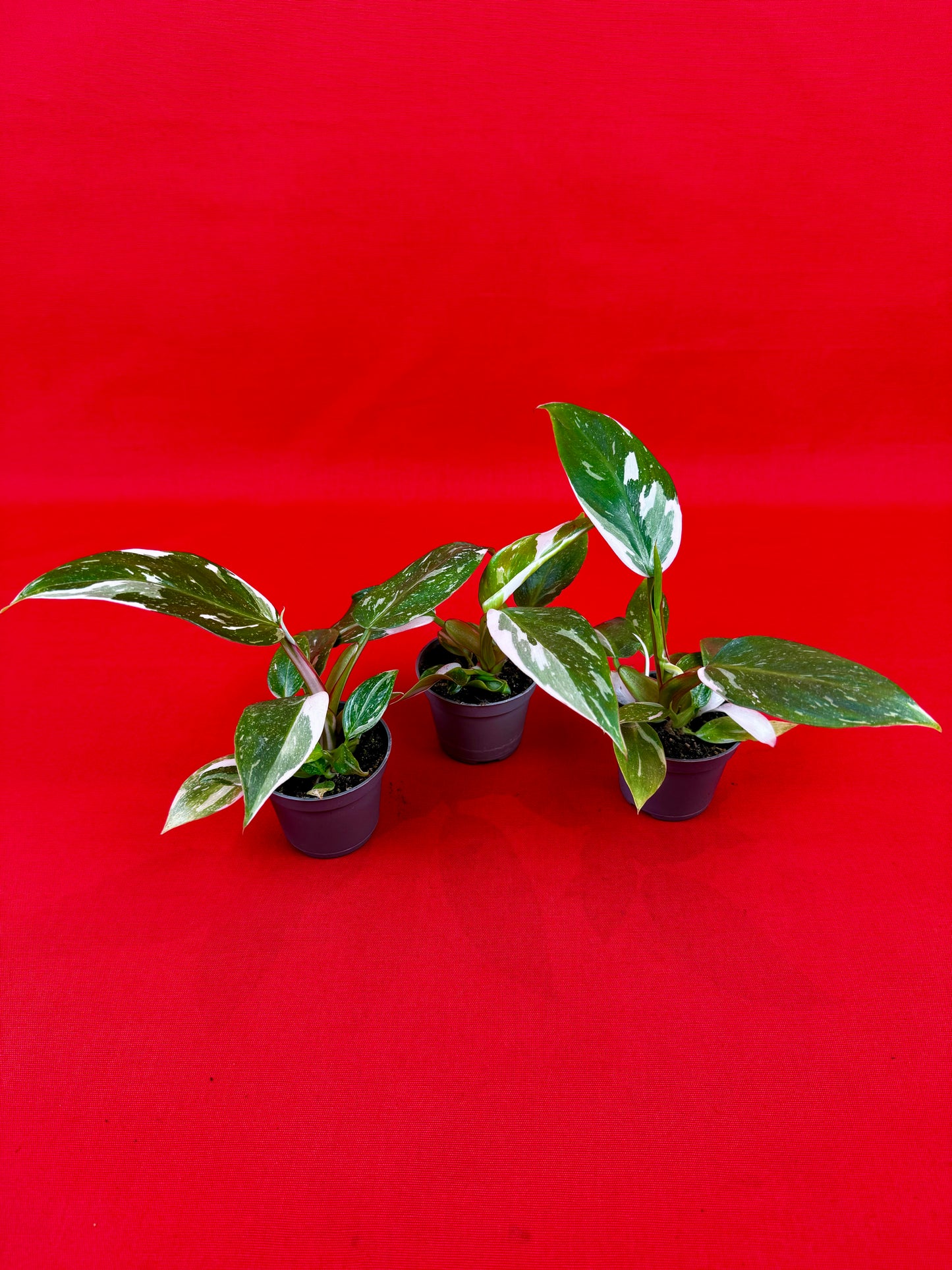 Philodendron 'White Princess' (s) - LUplnts