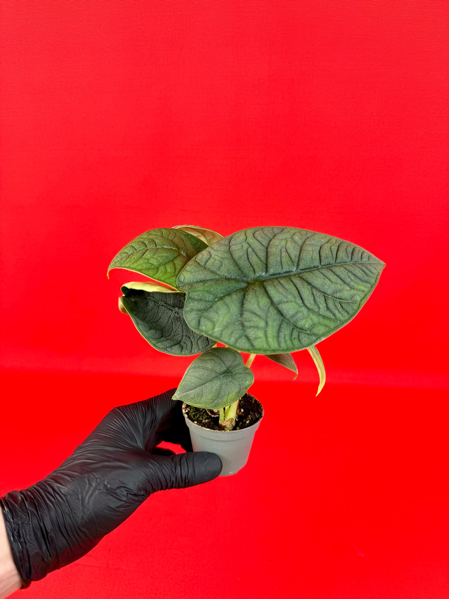 Alocasia Melo (s) - LUplnts