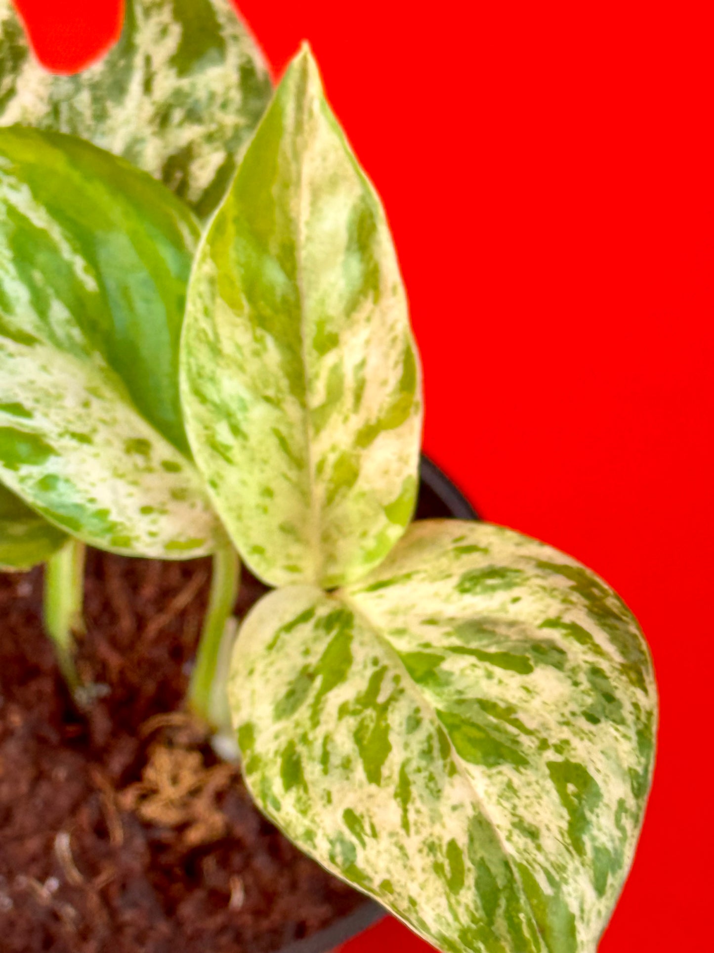 Epipremnum pinnatum 'Marble' (s) - LUplnts
