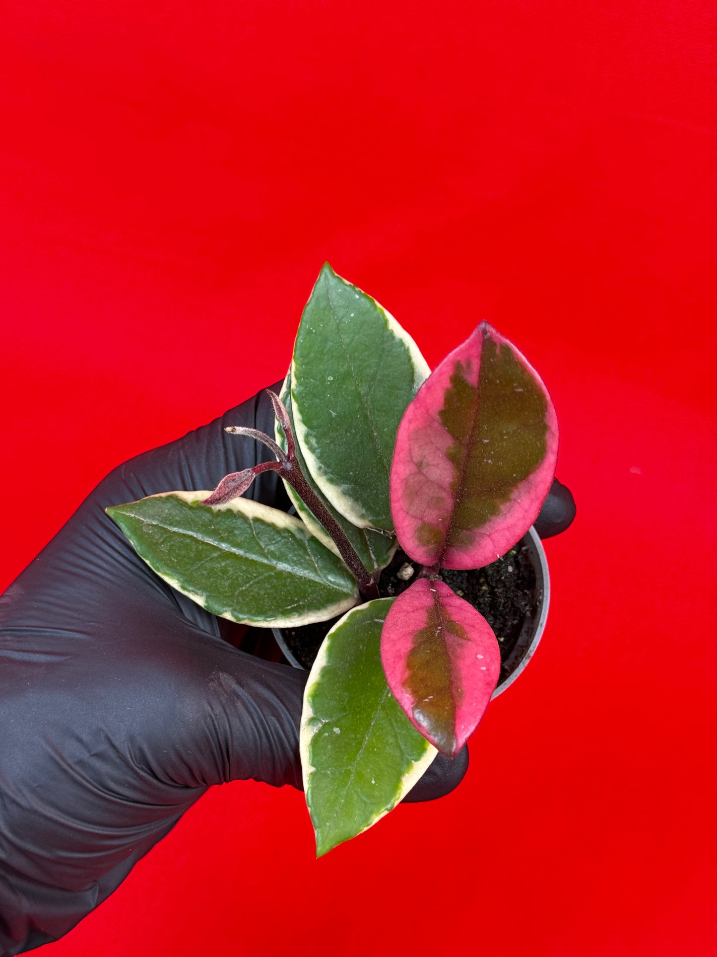Hoya carnosa 'Flamingo Dream' (s) - LUplnts