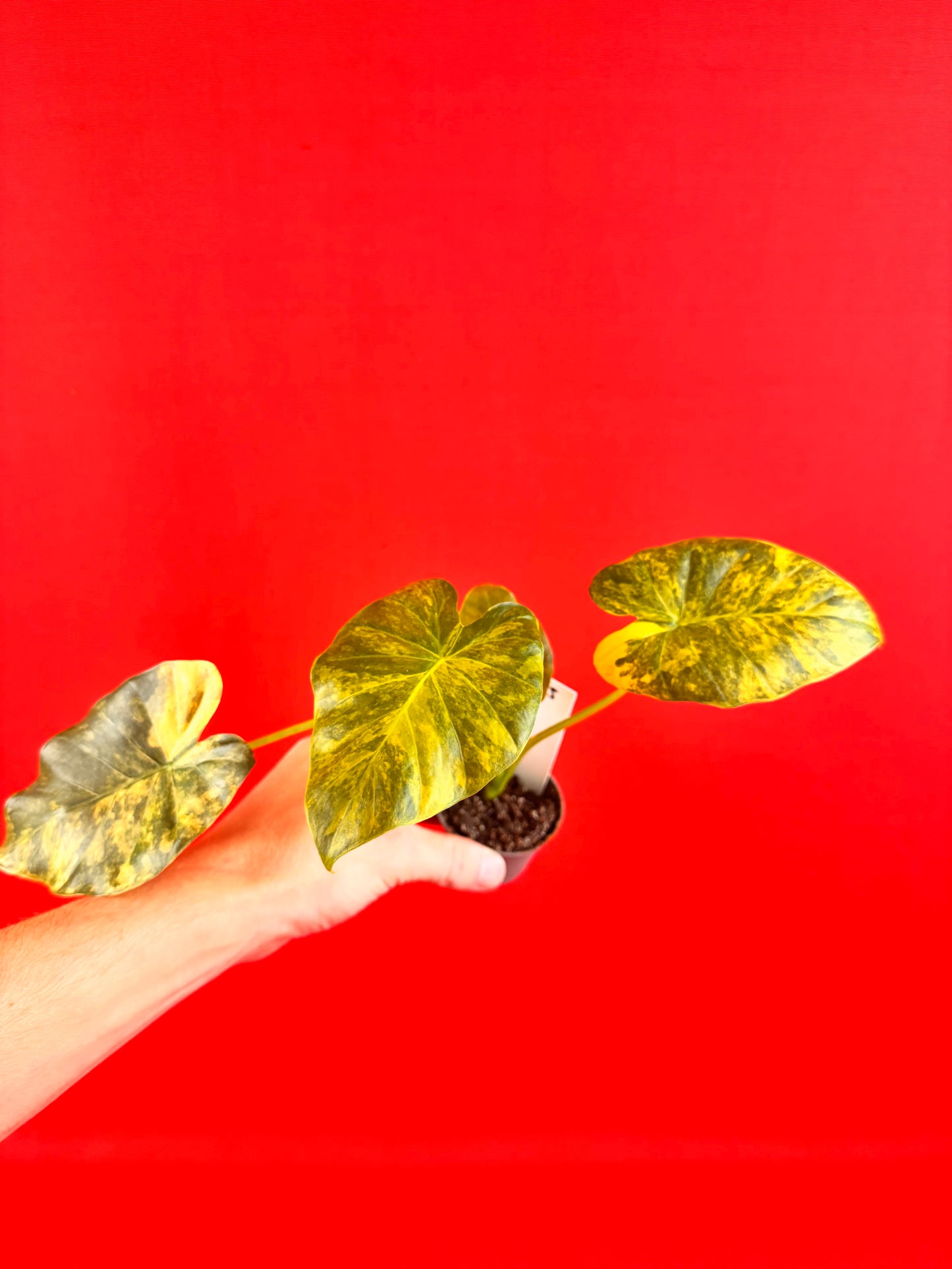 Alocasia macrorrhizos 'Aurea Variegata' (s)