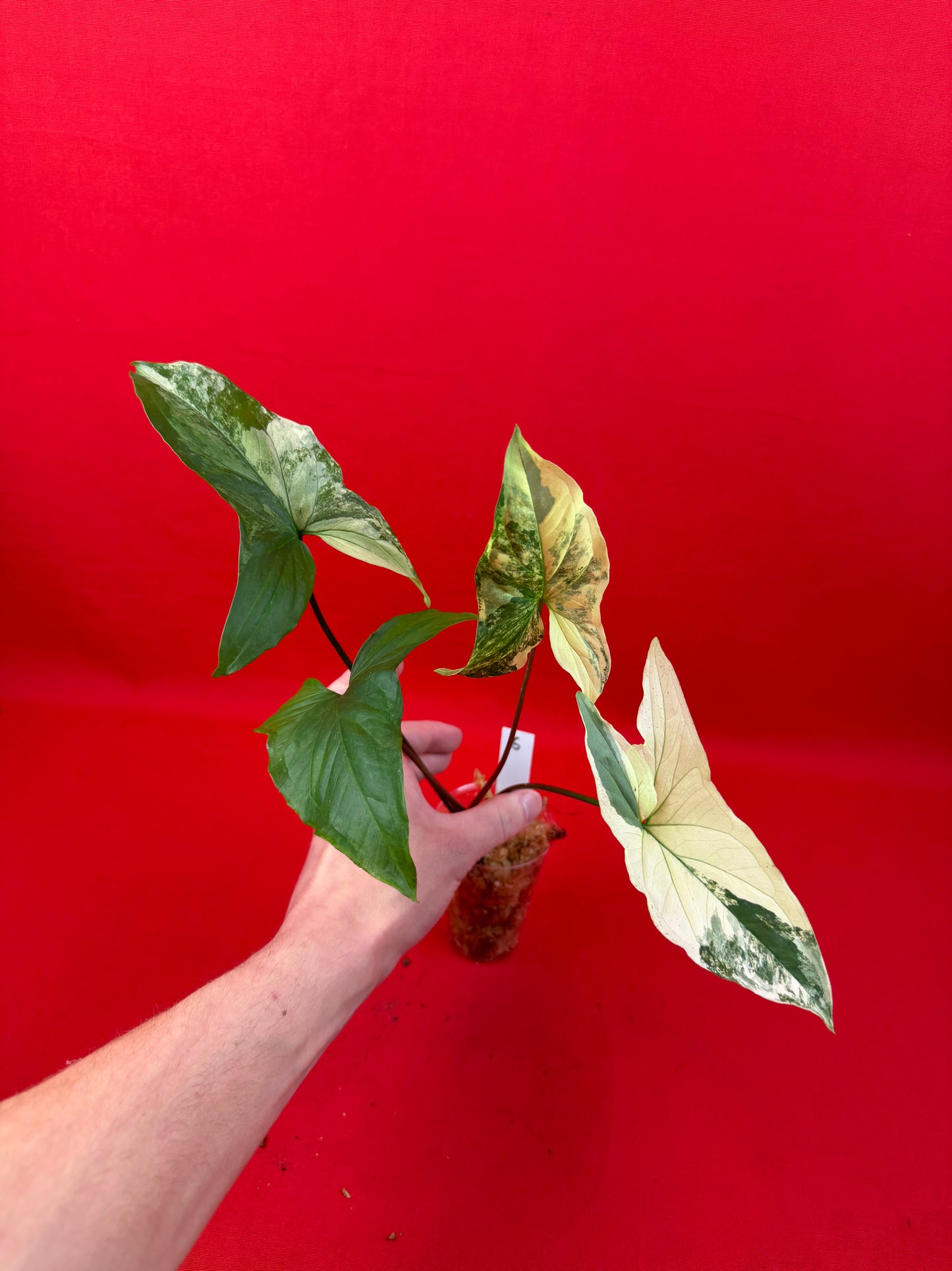 Syngonium Variegata (s) - LUplnts