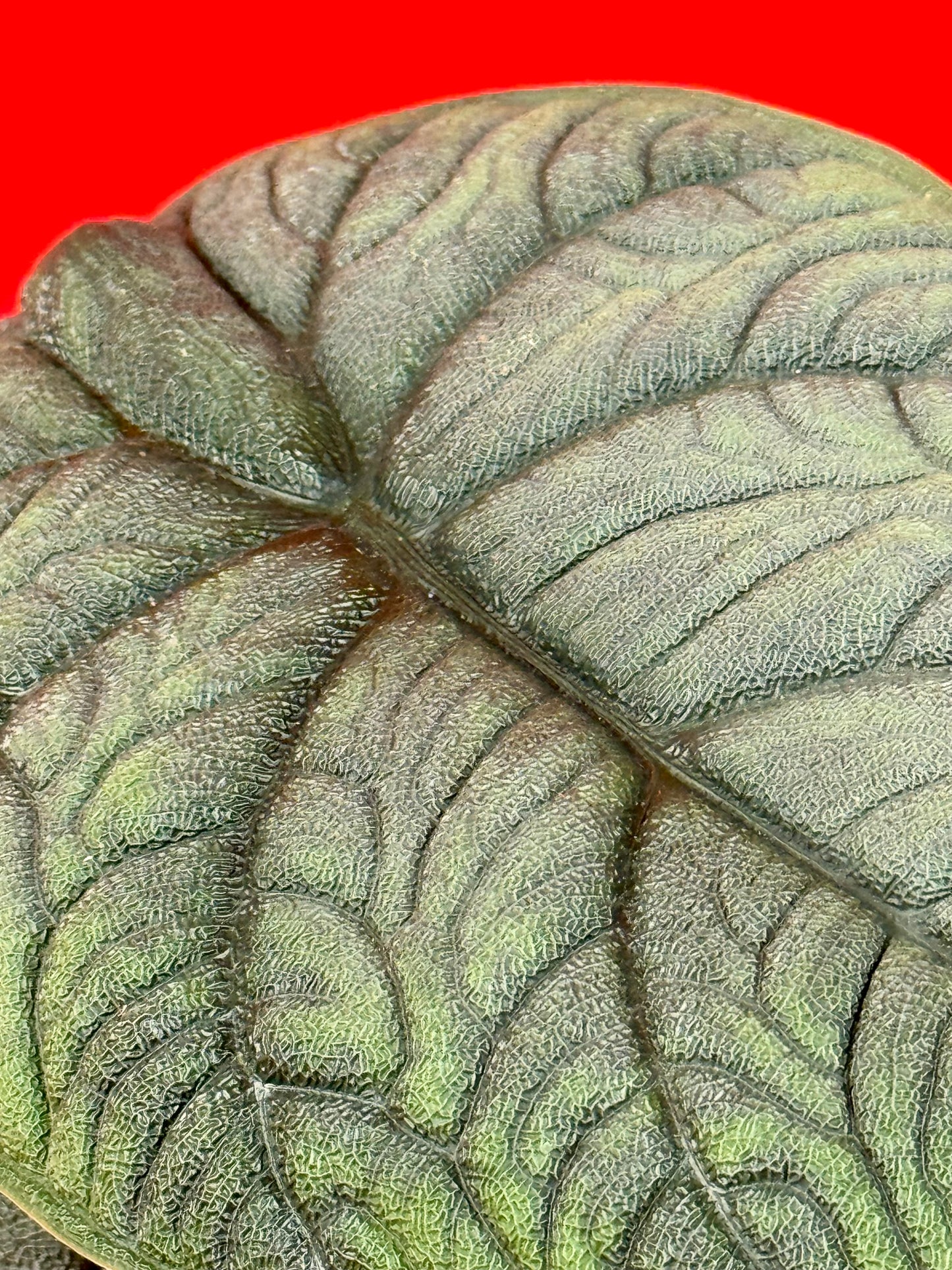 Alocasia Melo (s) - LUplnts