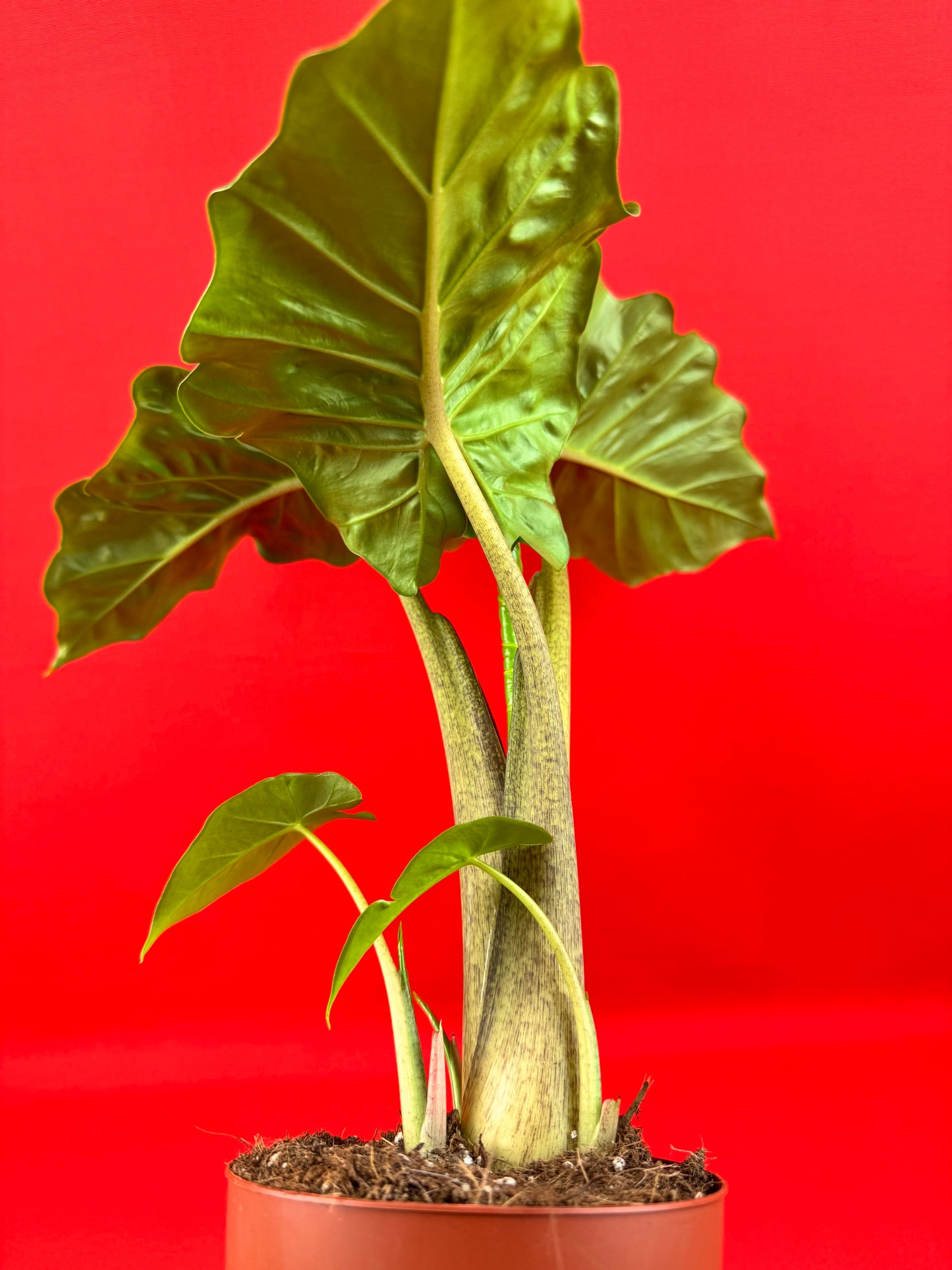 Alocasia Macrorrhiza
