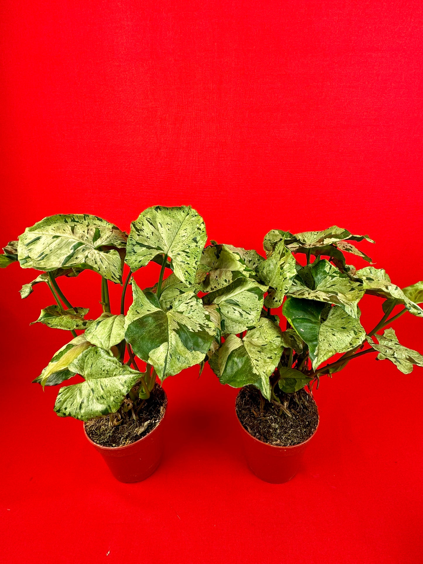 Syngonium Green Splash - LUplnts