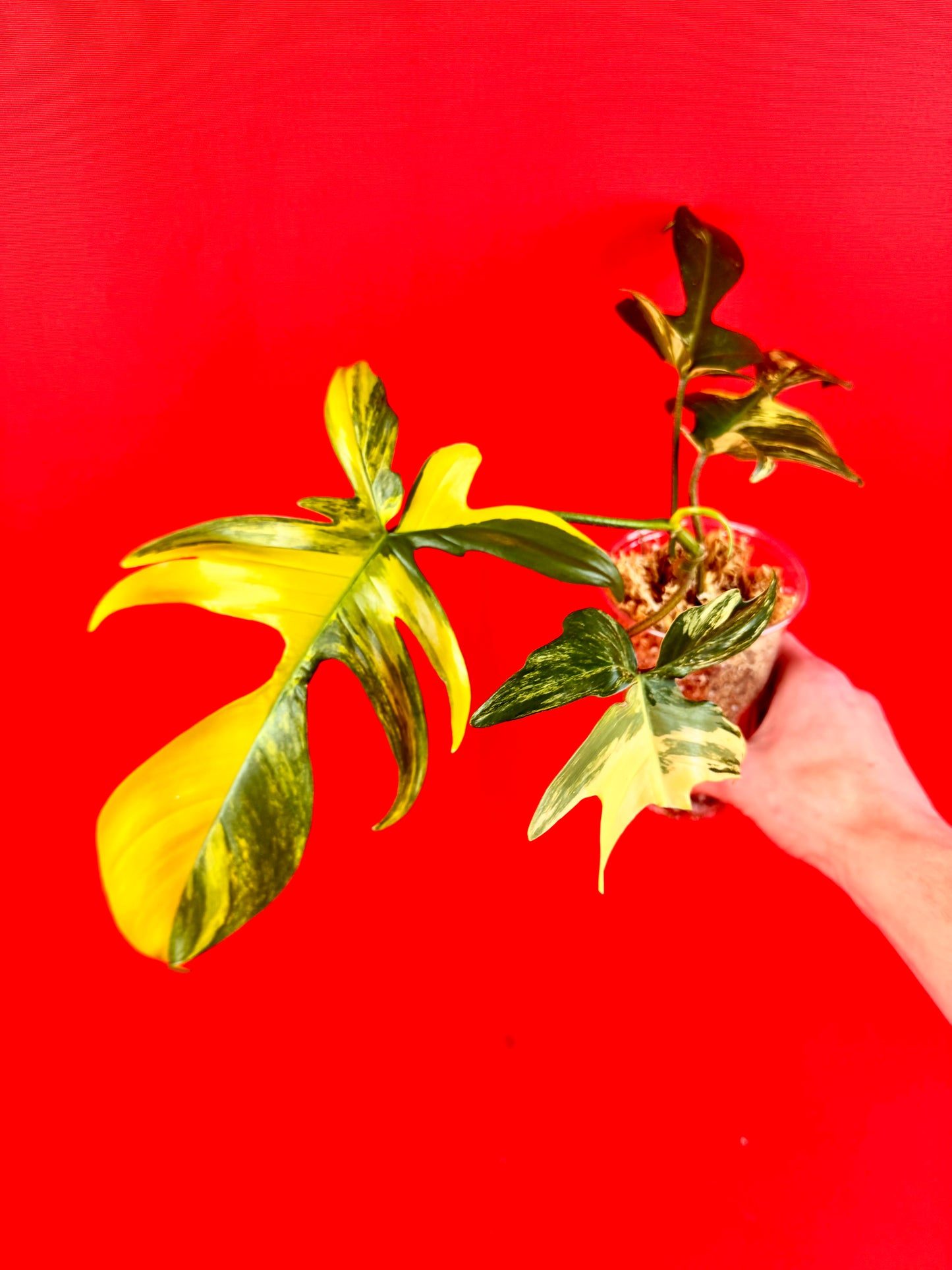 Philodendron Florida Beauty - LUplnts