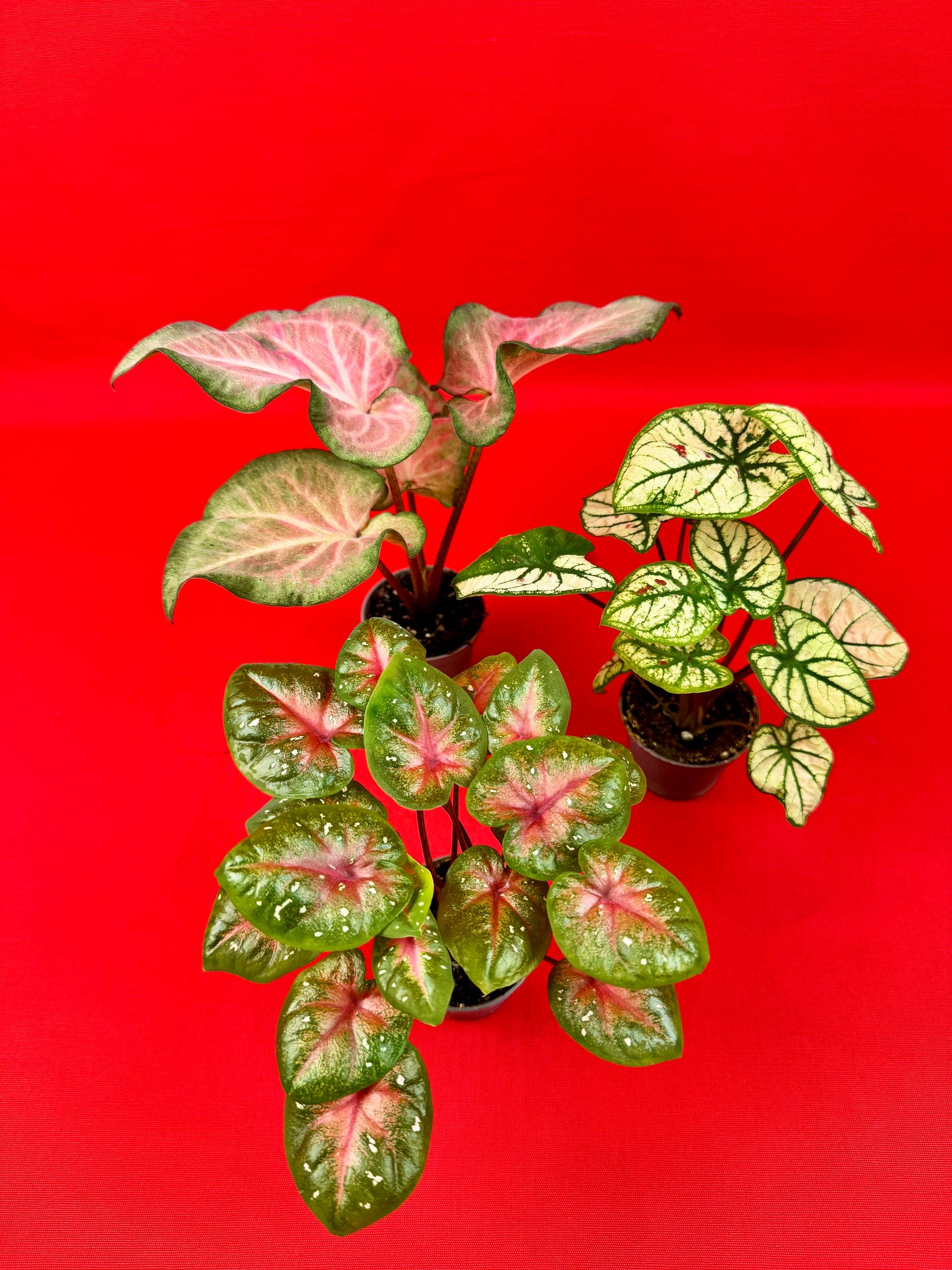 Caladium-Bündel (s)