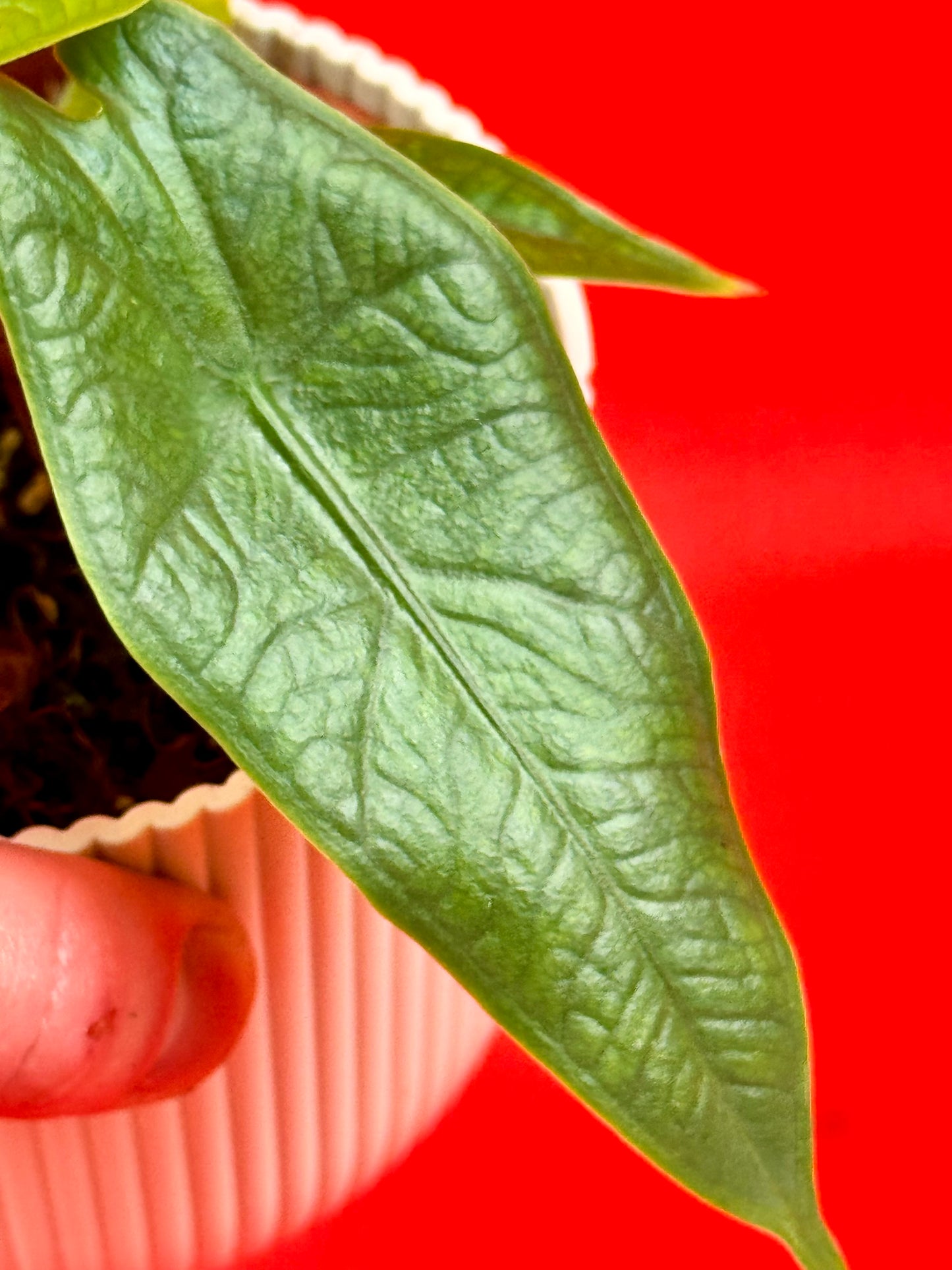 Alocasia sulawesi Green Carpet - LUplnts