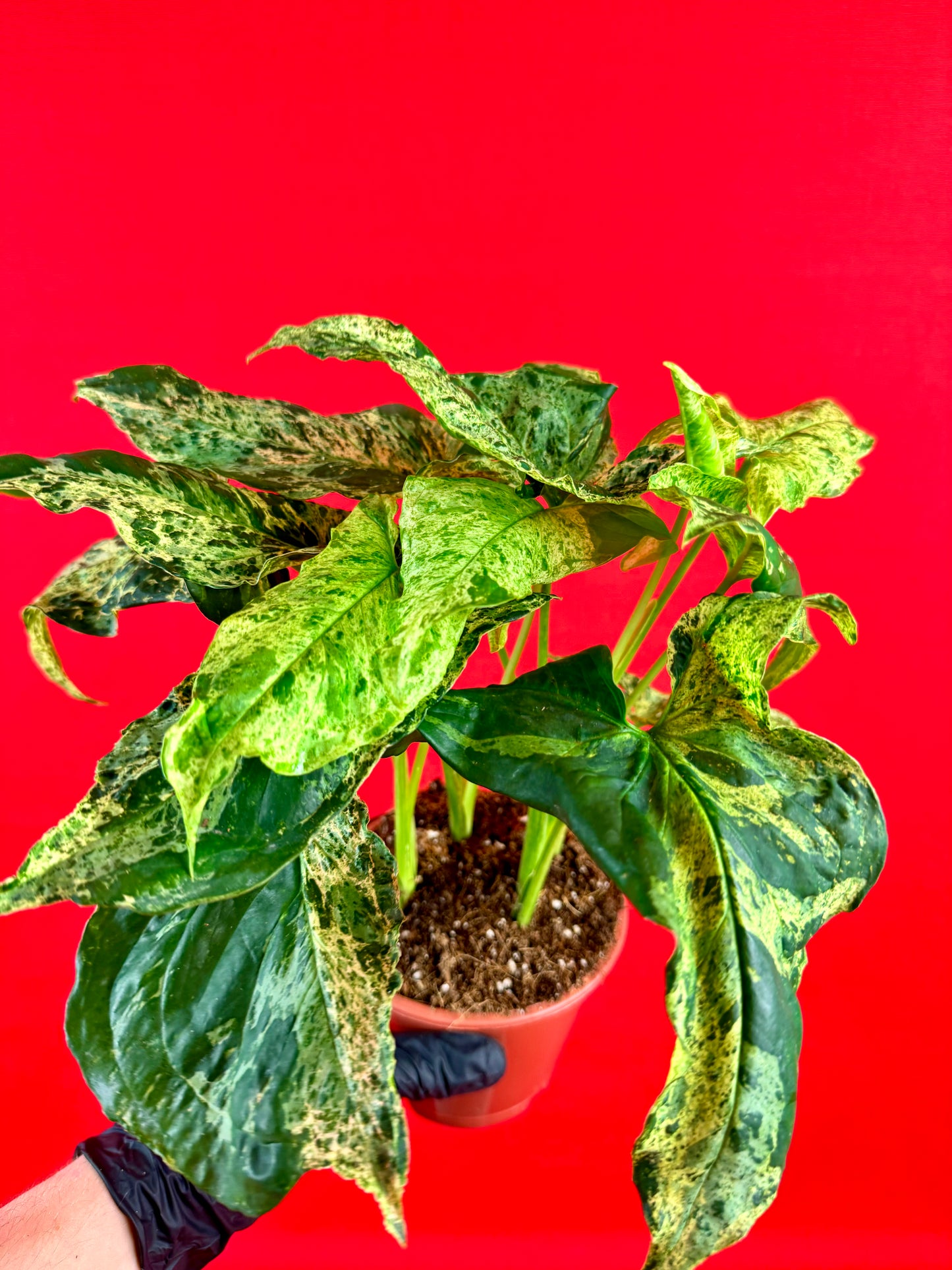 Syngonium Mottled Mojito - LUplnts