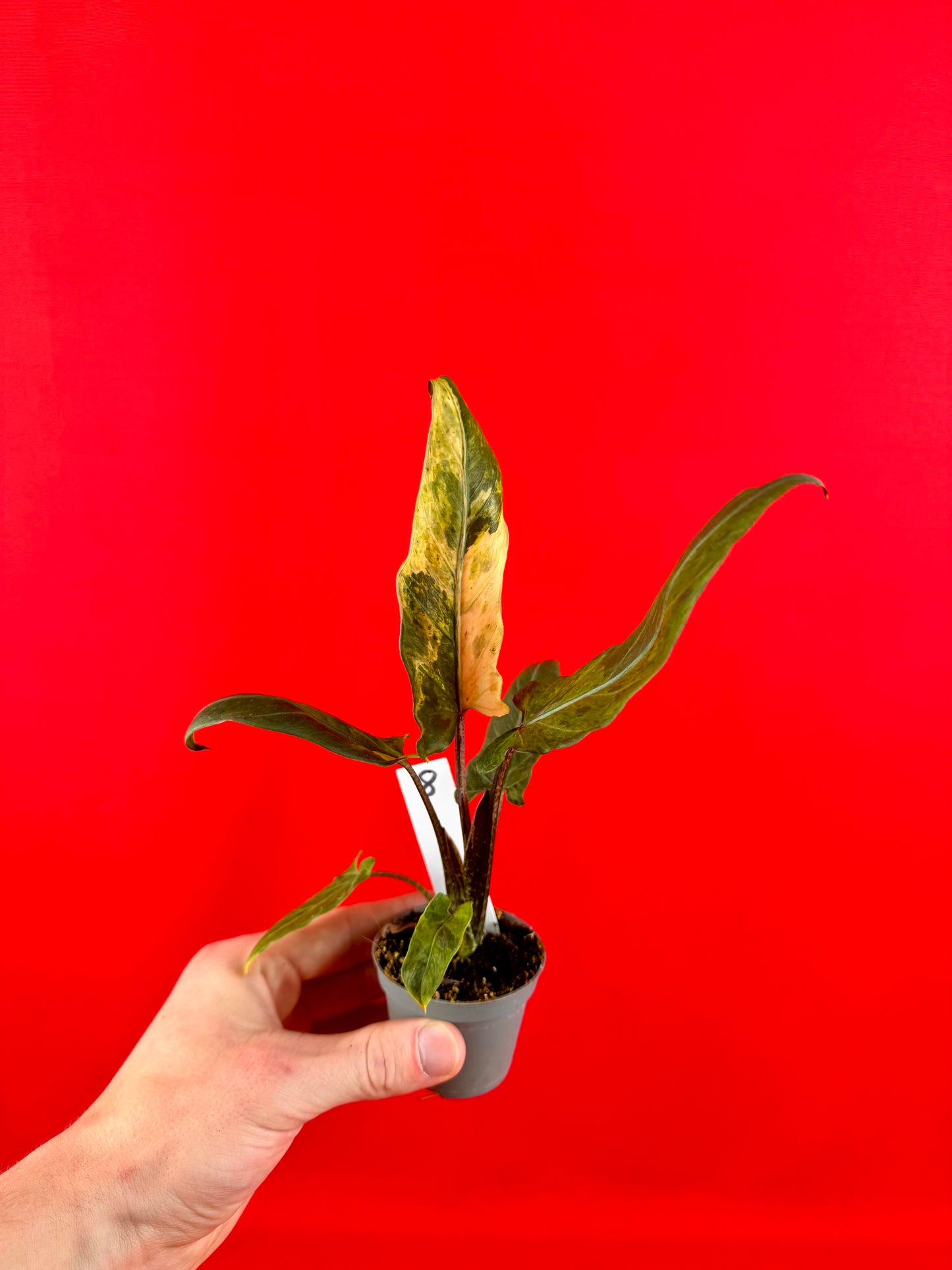 Alocasia lauterbachiana 'Variegata' (s)