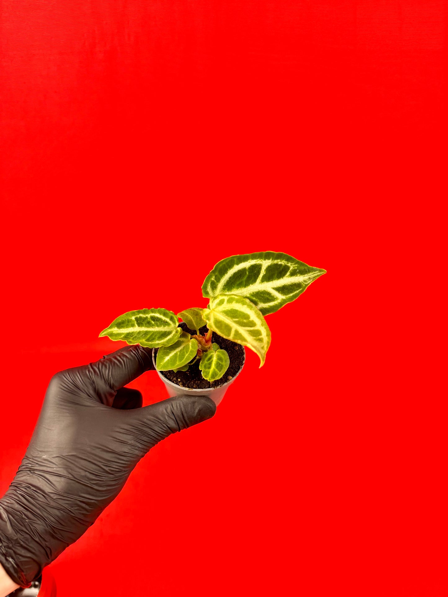 Anthurium Crystallinum ‚Crystal Hope‘ (s) - LUplnts