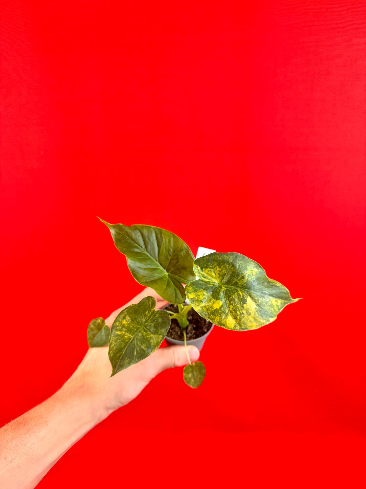 Alocasia macrorrhizos 'Aurea Variegata' (s)