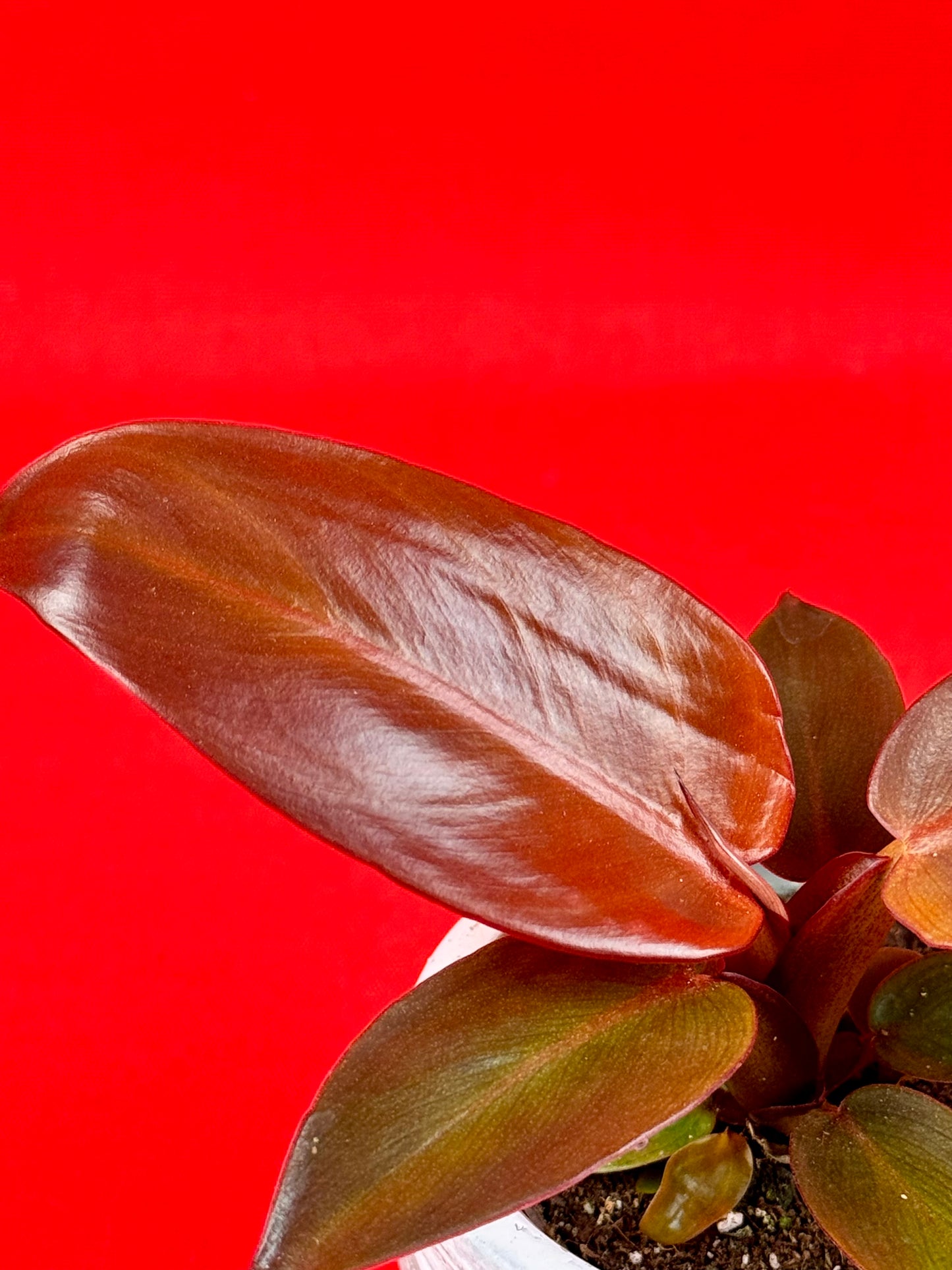Philodendron Red Sun - LUplnts