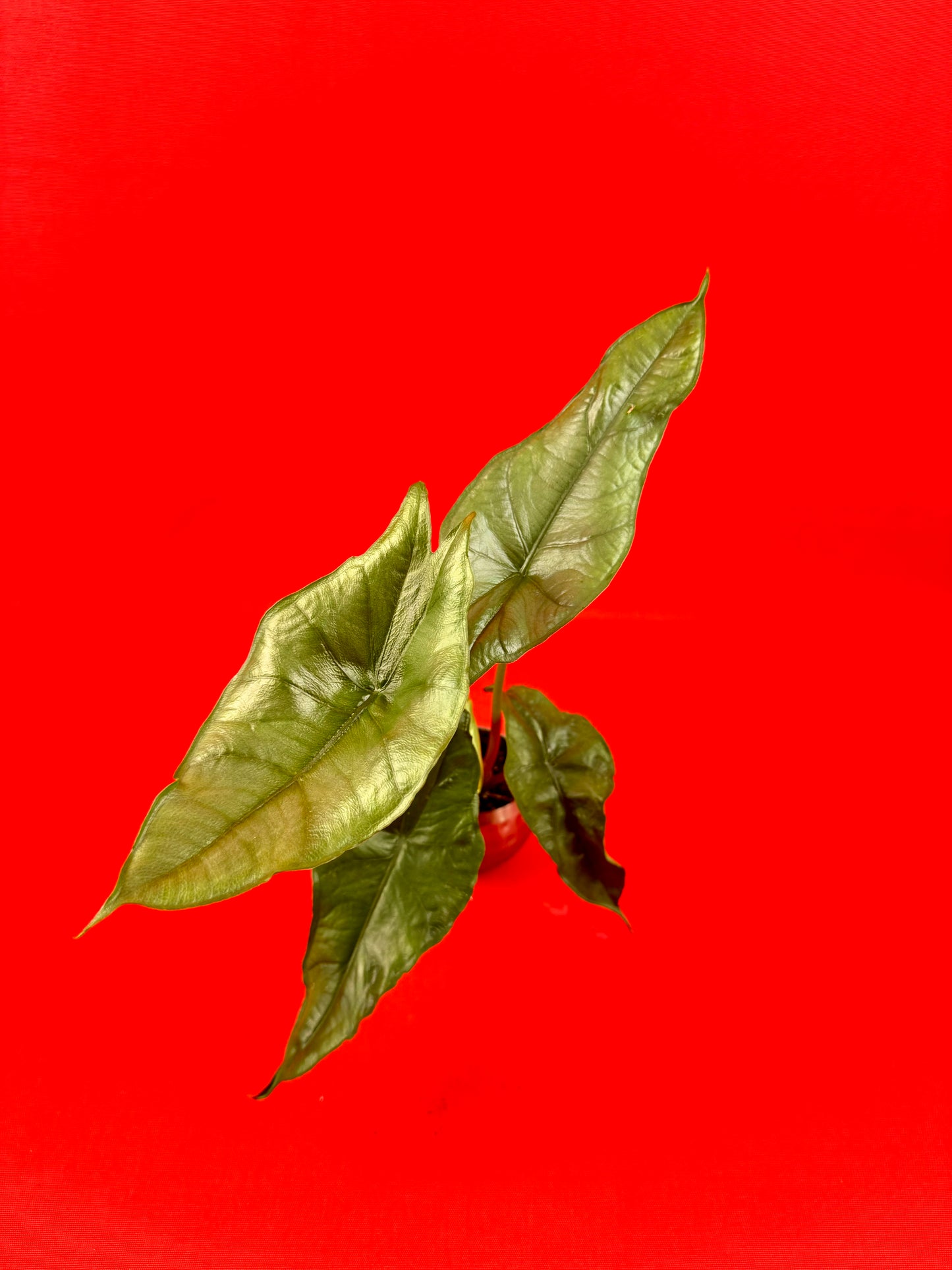 Alocasia heterophylla Dragons Breath (s) - LUplnts