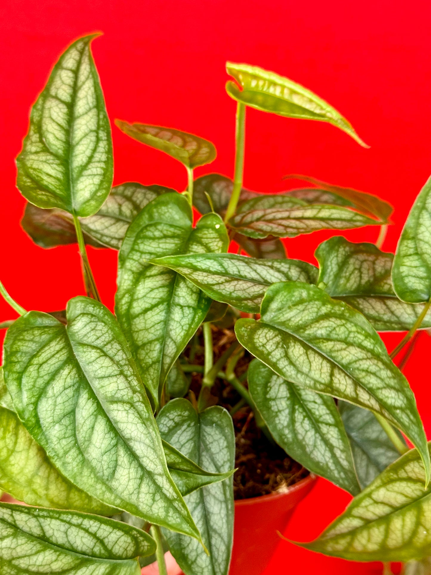 Monstera siltepecana - LUplnts