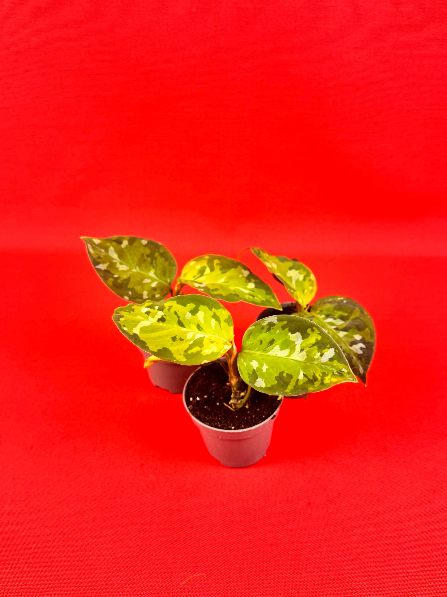 Aglaonema Pictum Tricolor (s)