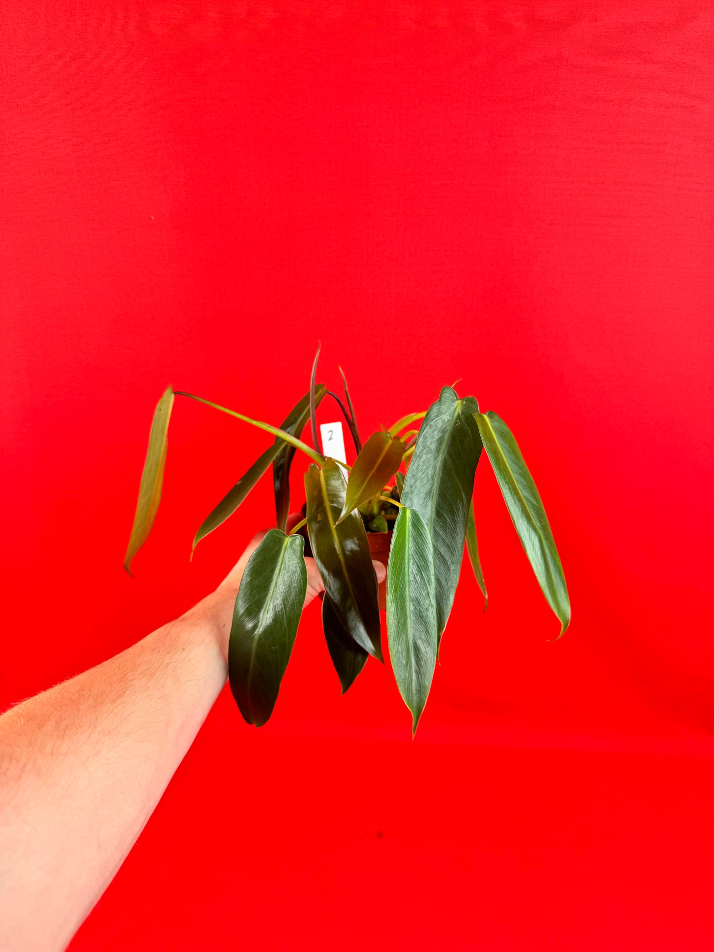 Philodendron Spiritus-Sancti