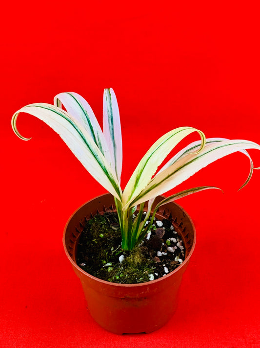 Epipremnum Amplissimum Variegata - LUplnts