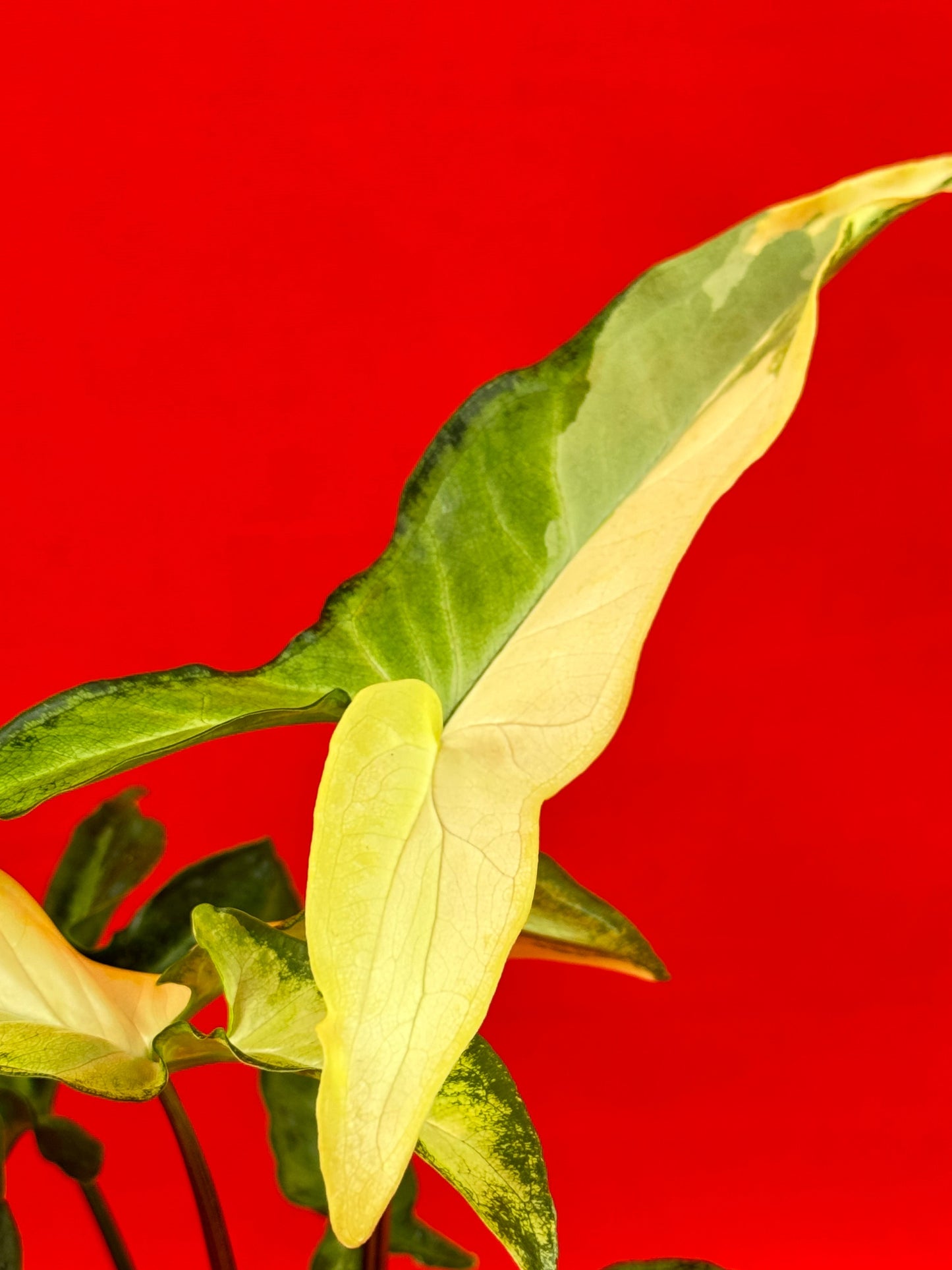 Syngonium Angustatum Variegata - LUplnts