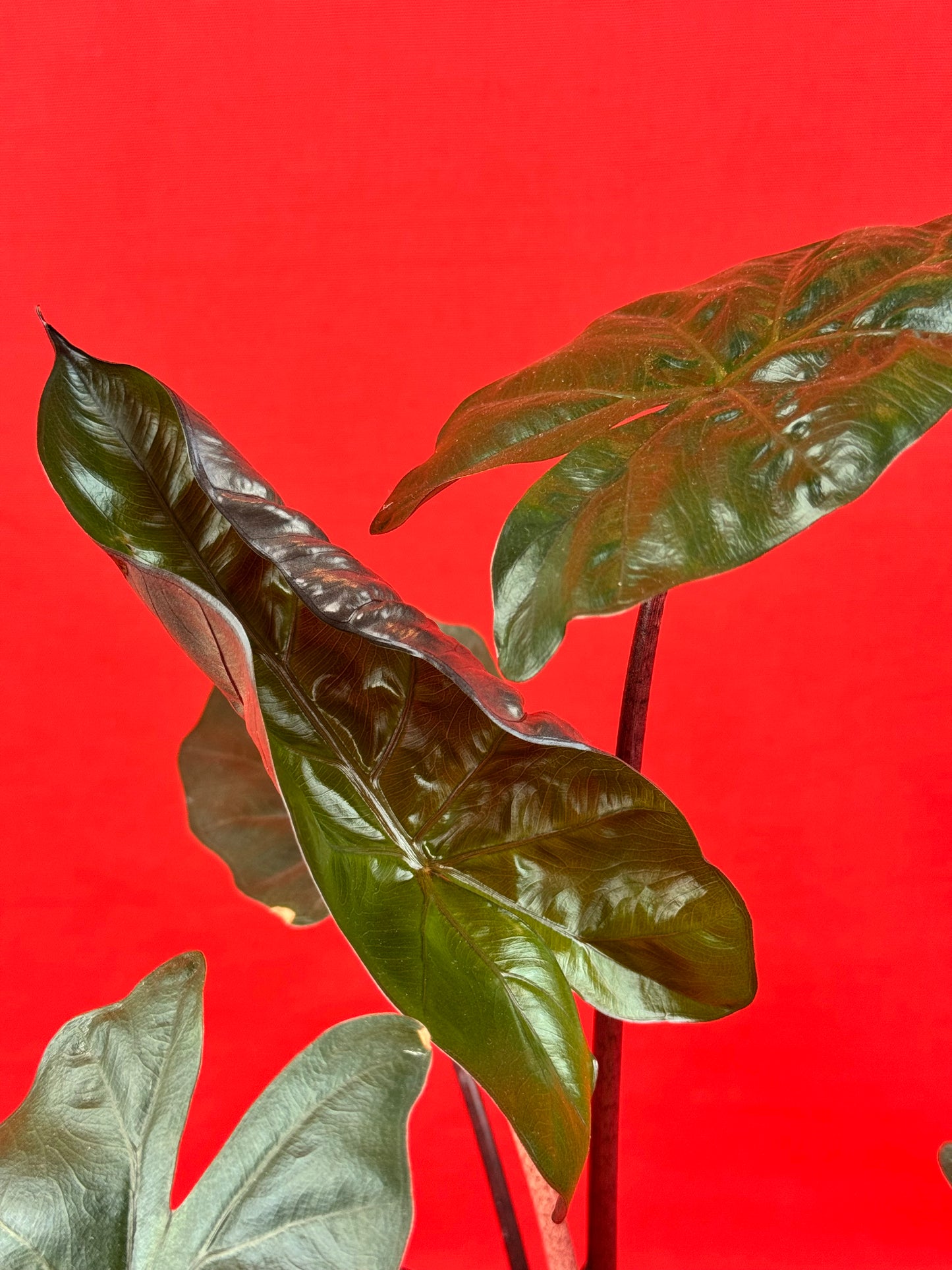 Alocasia Yucatan Princess - LUplnts