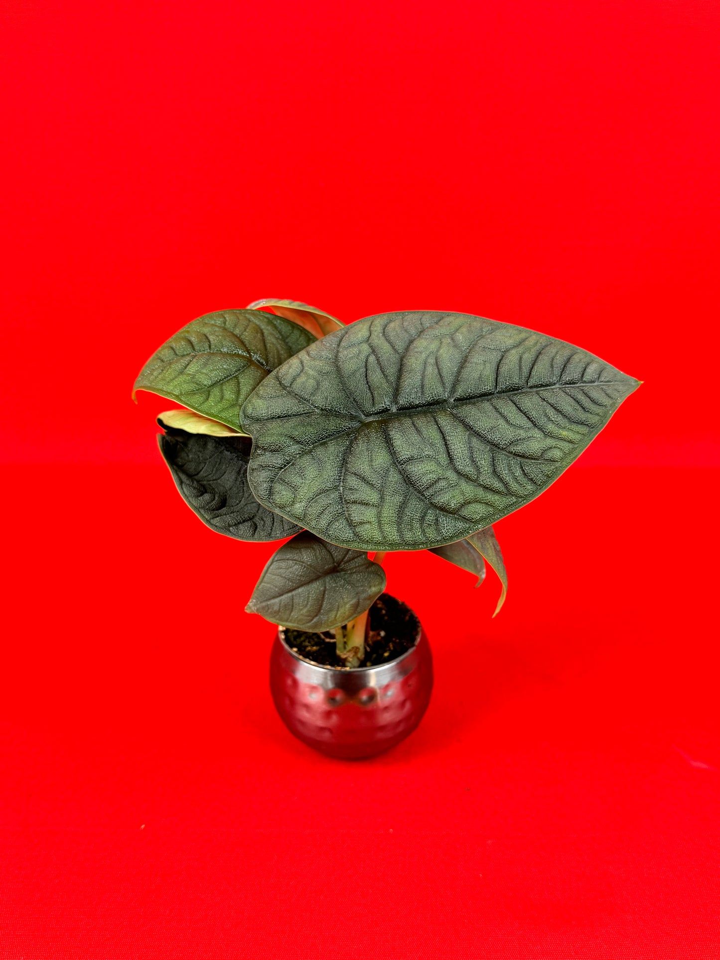 Alocasia Melo (s) - LUplnts
