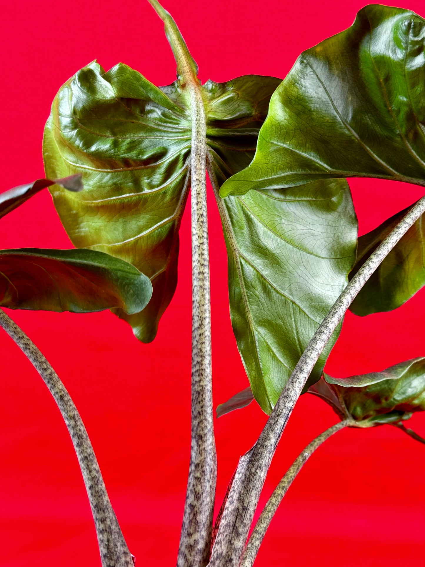 Alocasia Stingray - LUplnts