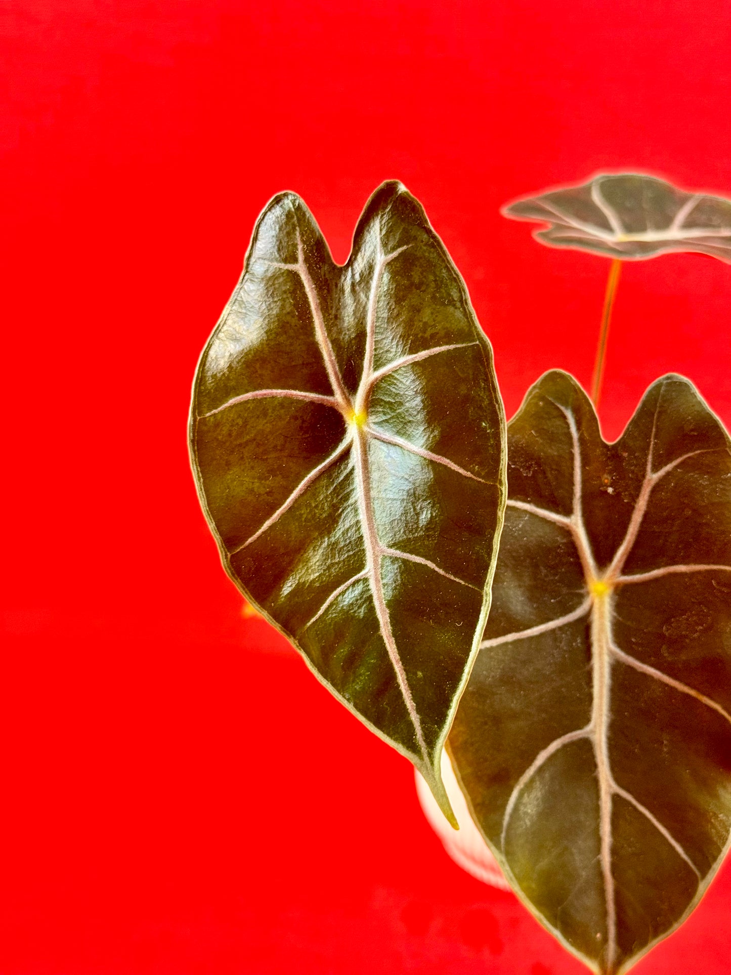 Alocasia suhirmaniana - LUplnts