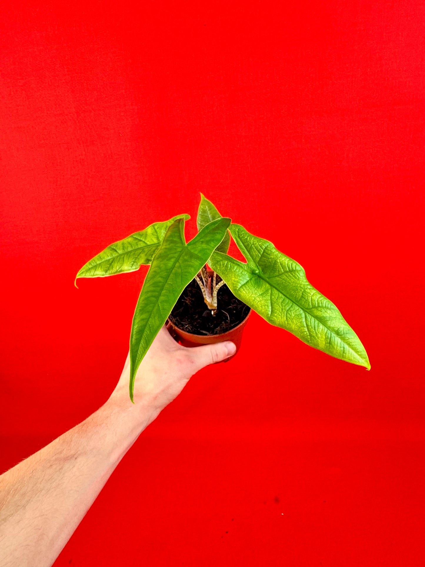 Alocasia sulawesi Green Carpet - LUplnts