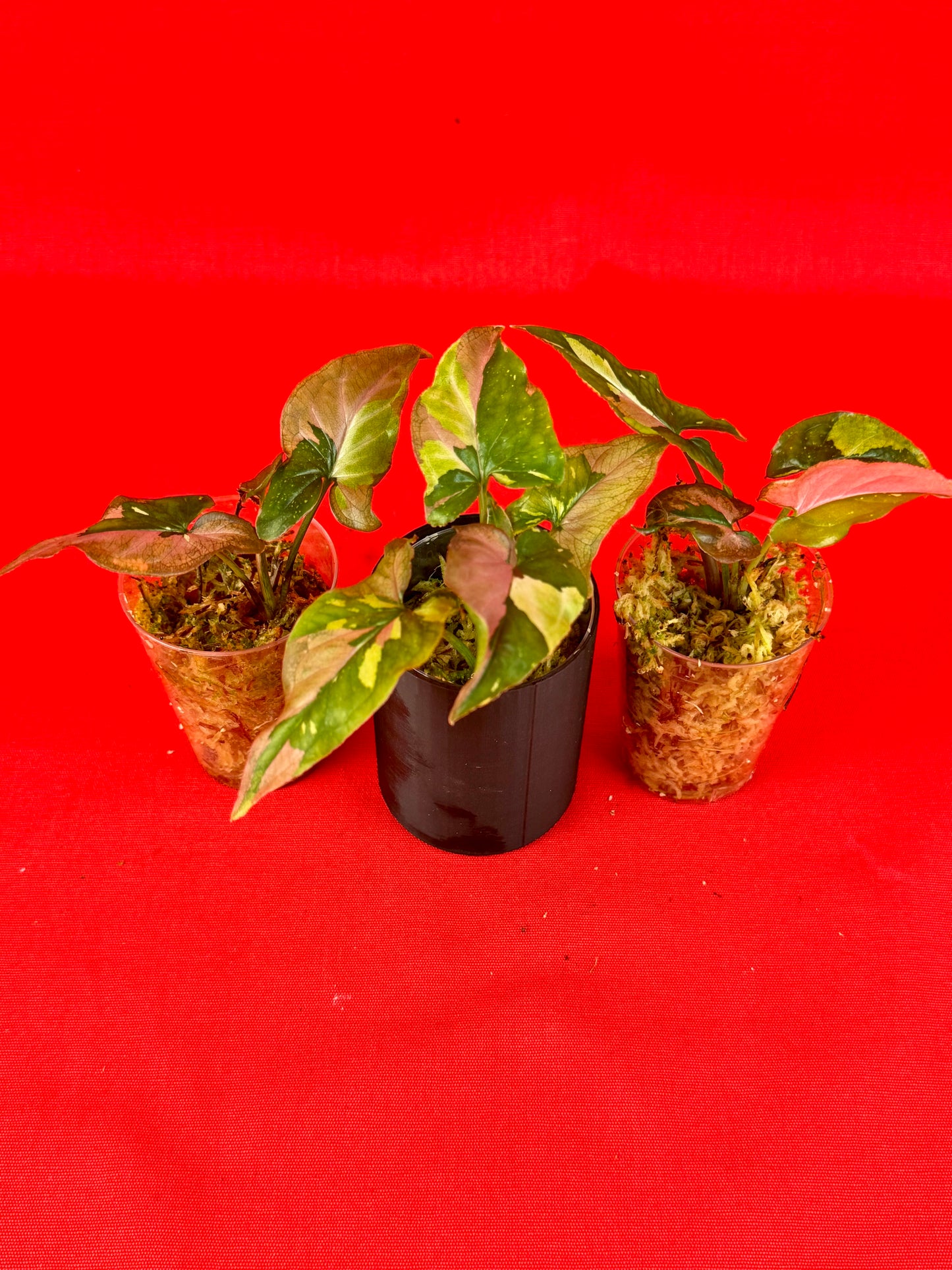 Syngonium Red Spot Tricolor (s) - LUplnts
