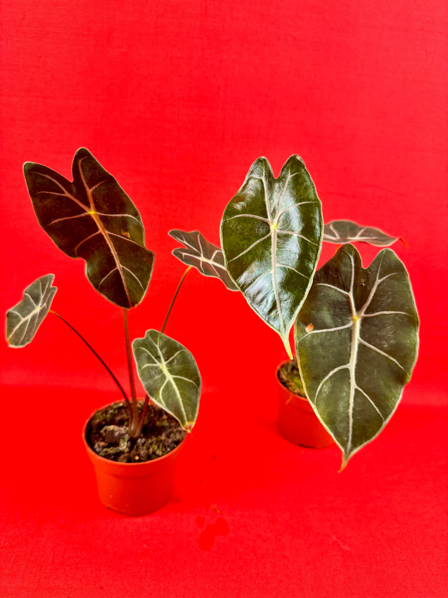Alocasia suhirmaniana - LUplnts