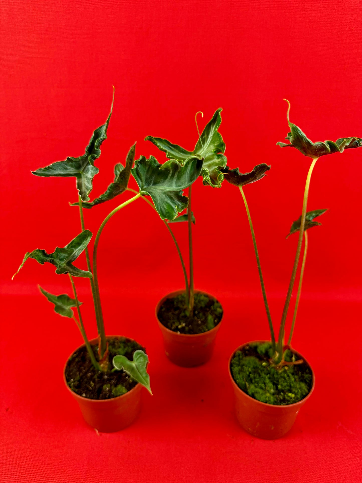 Alocasia Teletubbies