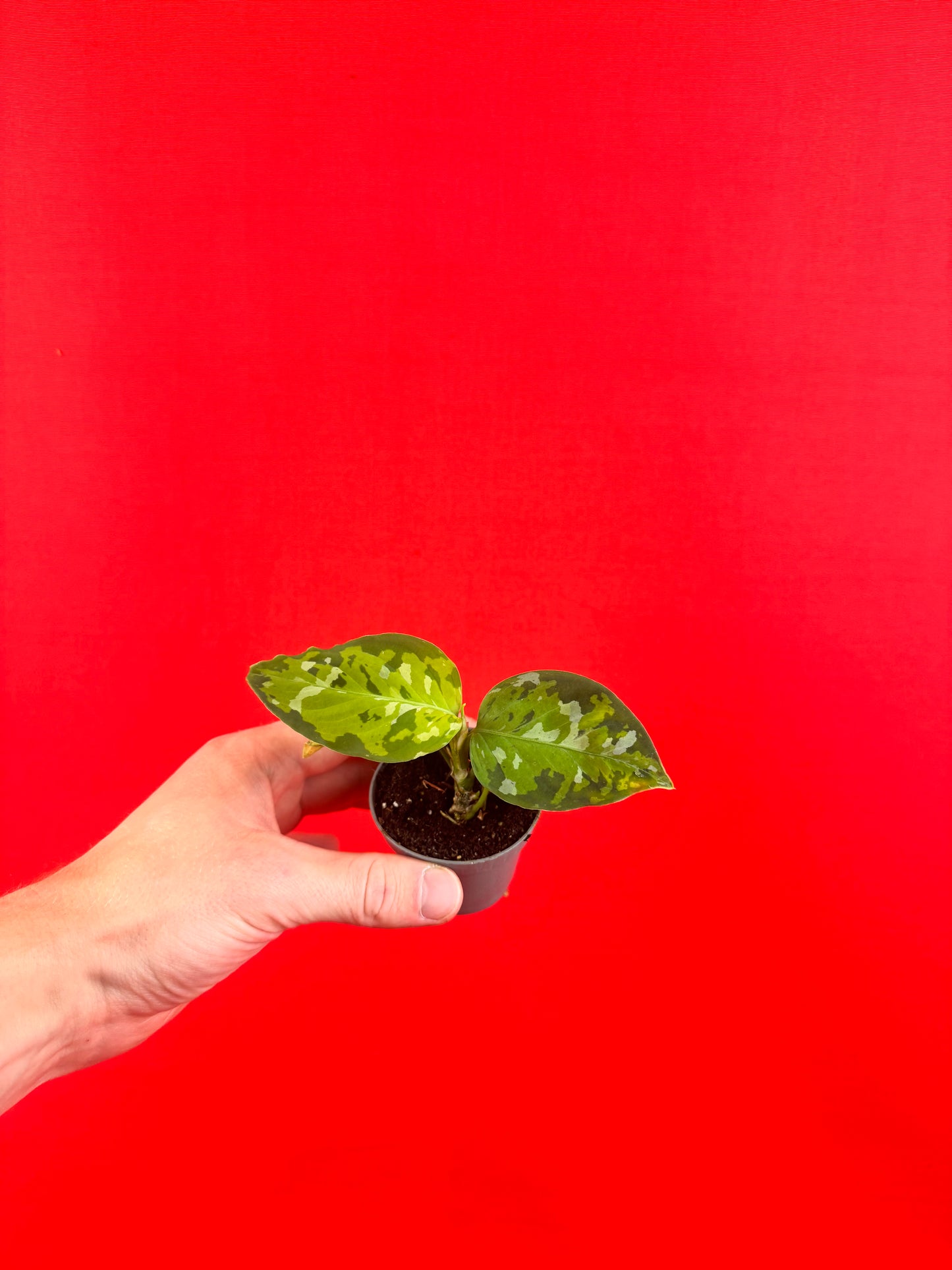 Aglaonema Pictum Tricolor (s)