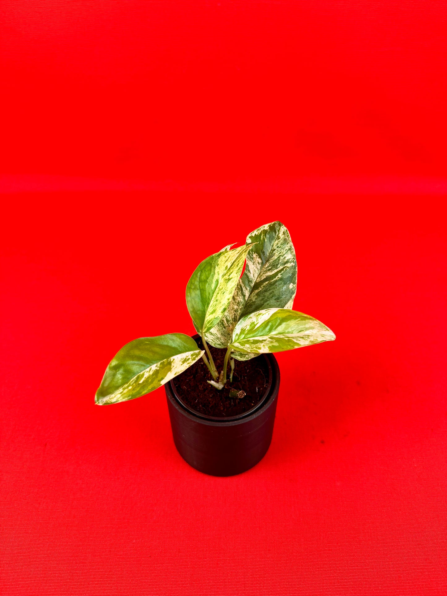 Epipremnum pinnatum 'Marble' (s) - LUplnts